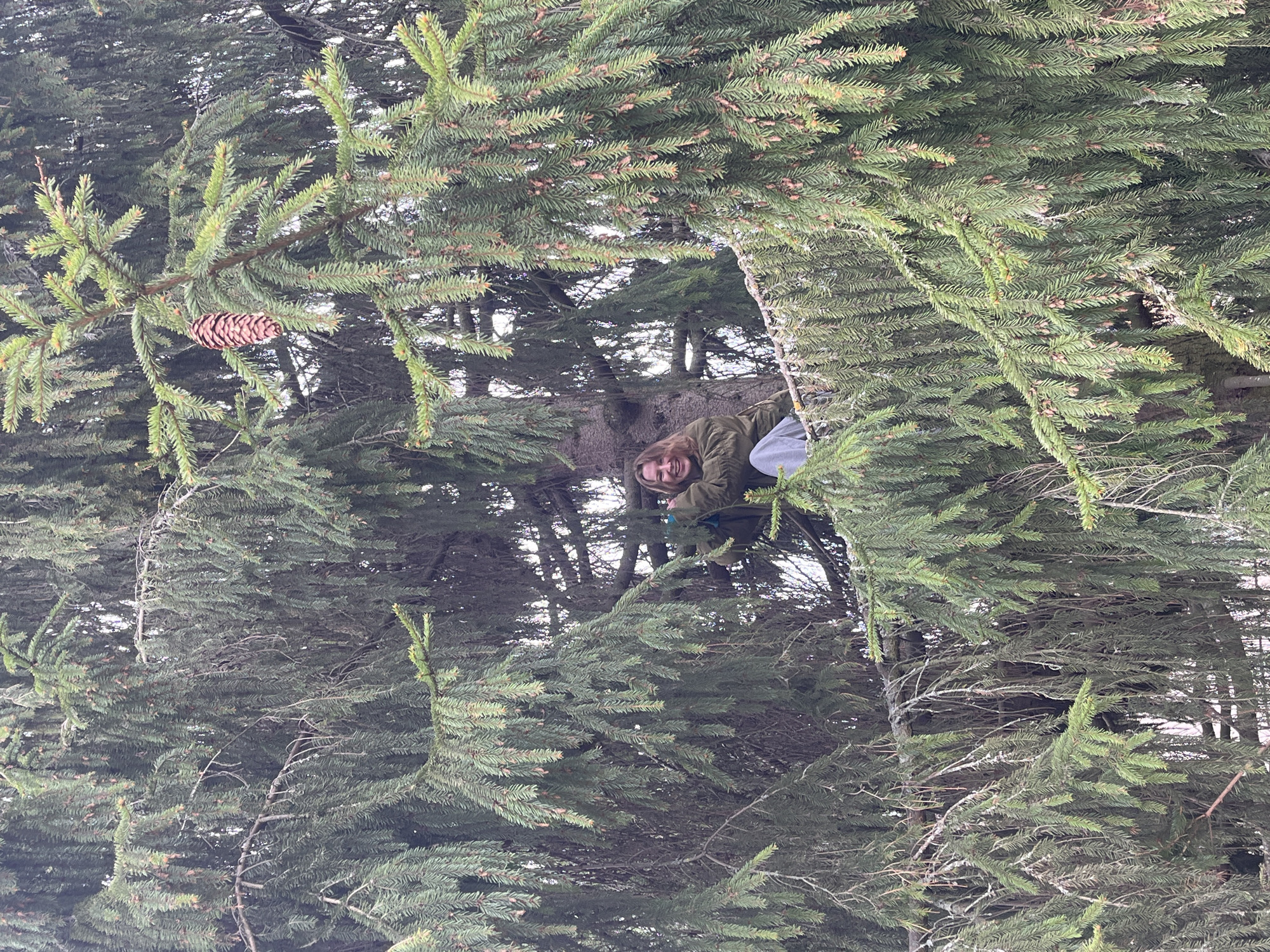 The image shows a person partially obscured by evergreen tree branches. The person is wearing a green jacket and light-colored pants. A pine cone is visible on a branch. The location is not evident from the provided image. It does not contain sufficient information to identify that it is taken in Saint Petersburg, Russia.