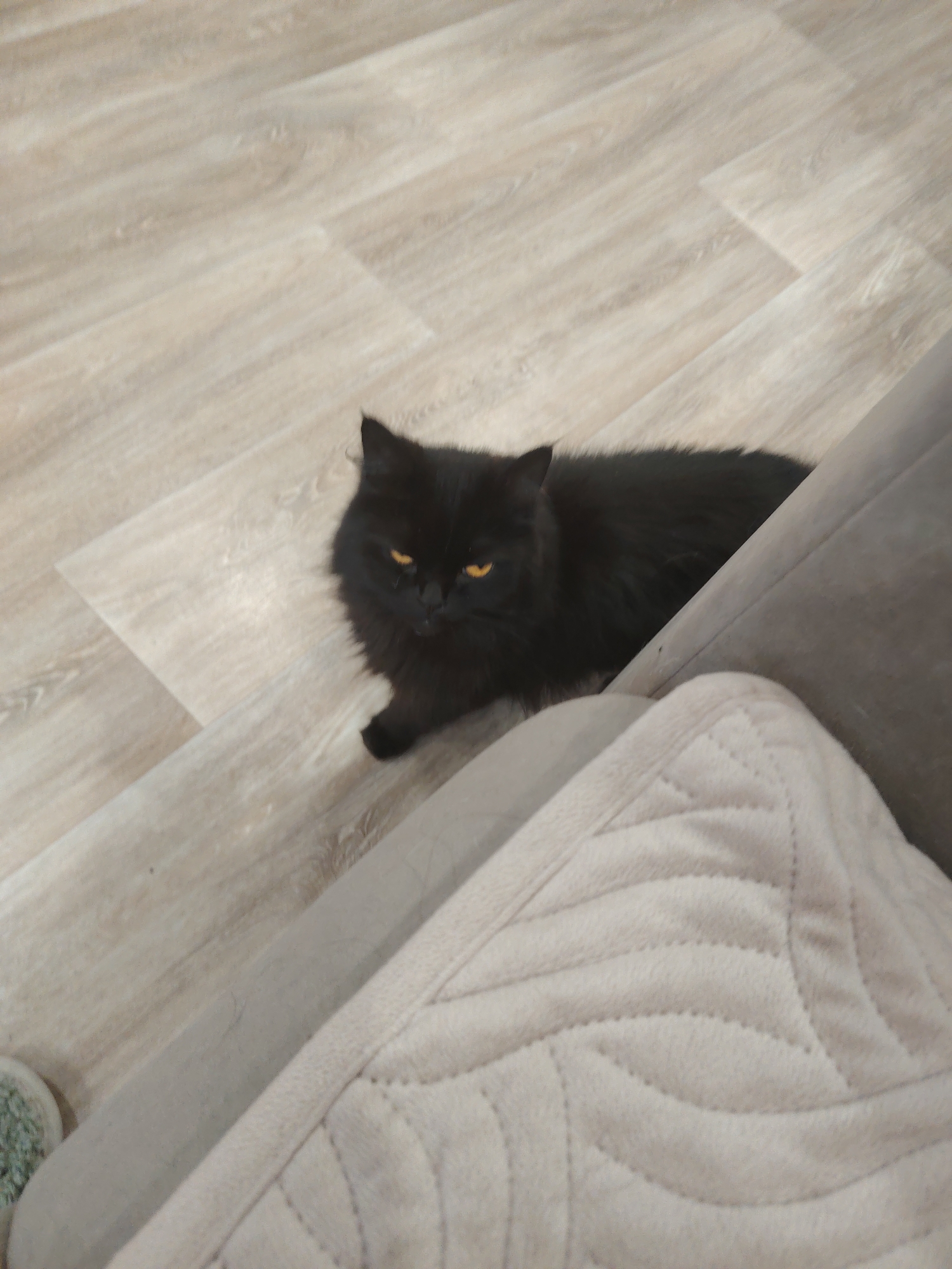 An all-black cat with bright orange eyes is resting on a light-colored floor. The cat is positioned in the center of the frame, looking directly at the camera. The floor appears to be made of laminate or wood planks. In the foreground, a portion of a light gray couch is visible. The lighting in the image is dim, suggesting it may have been taken indoors. There are no other visible subjects or objects in the scene. The setting is urban, with the location specified as Unknown, Unknown.