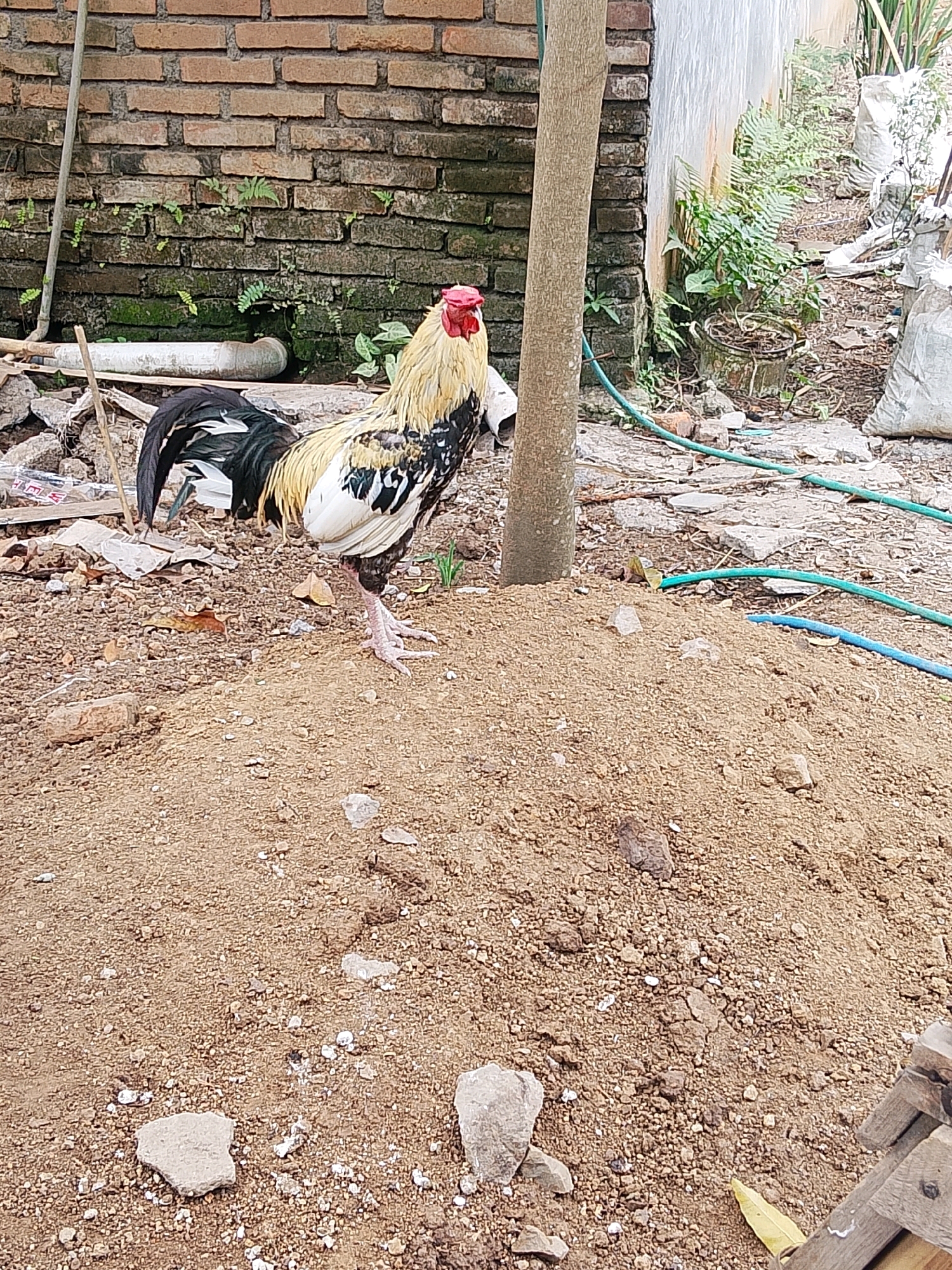 A rooster stands on a pile of sand in a yard. The rooster is a mix of gold, white, black, and grey feathers, with a red comb on its head. The background is a brick wall with some plants growing on it. There are also some white bags and green hoses in the background. The ground is covered with sand, gravel, and some scattered rocks. There is a tree trunk to the left of the rooster.