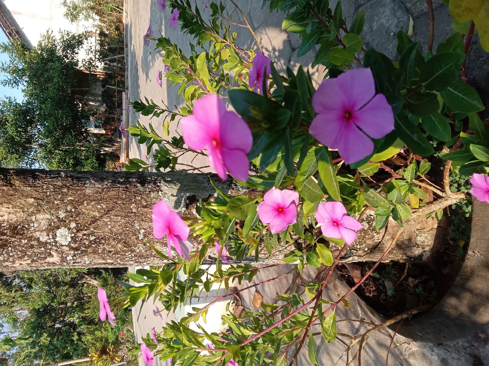 In a bright, outdoor scene likely in Kedunggudel, Indonesia, a large, rough-barked tree trunk stands as a central element. The trunk is partially obscured by vibrant green foliage and numerous bright pink flowers, most of which are periwinkle flowers. The flowers are in various stages of bloom and are spread throughout the lower half of the image. The ground is paved with grey stone tiles, casting subtle shadows. In the background, dense green trees and a portion of a white building are visible under a clear, light blue sky. The overall impression is of a well-lit, possibly residential outdoor space.