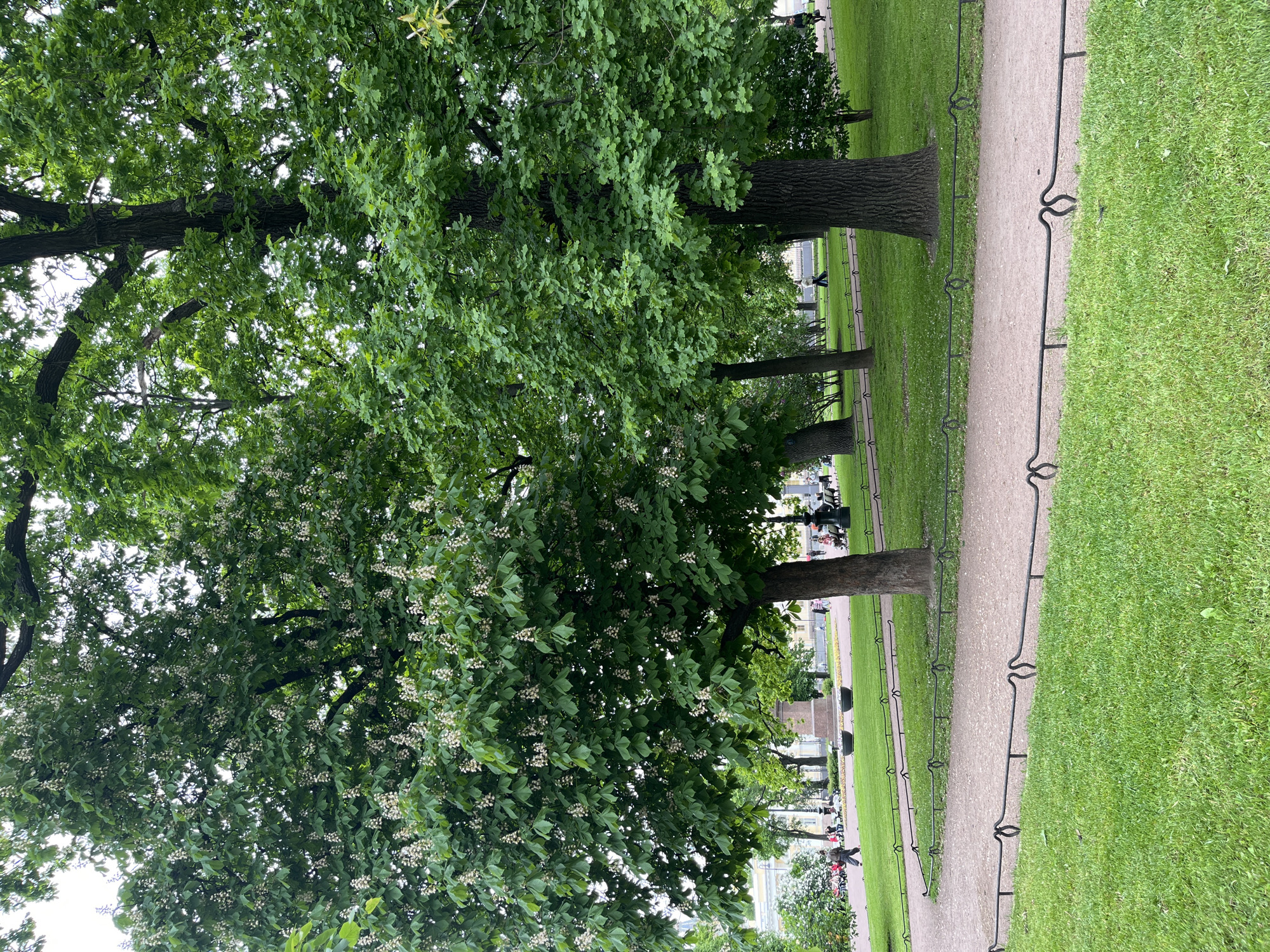The image shows a park scene in Saint Petersburg, Russia. There is a sandy path running parallel to a row of trees with green leaves, some of which have small white flowers. A low, black metal fence separates the path from a grassy lawn. Some people are visible in the distance, and buildings can be seen in the background.