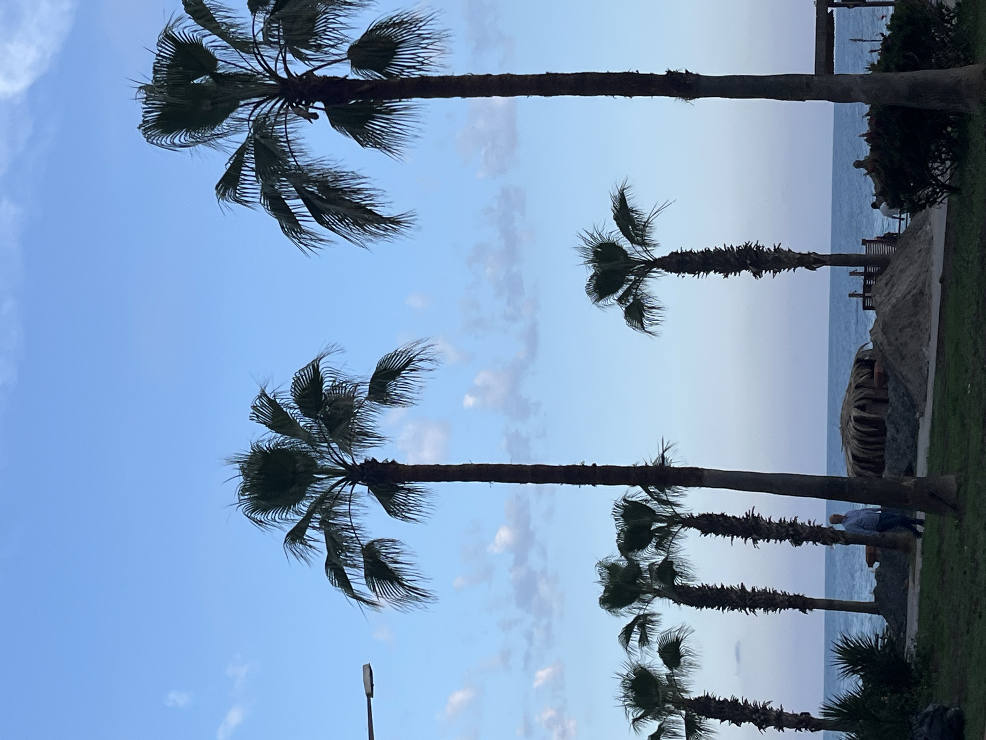 The image shows a row of palm trees against a blue sky with scattered clouds. In the background is a body of water, likely the Mediterranean Sea. A pathway runs along the edge of the water, with benches and people visible in the distance. The location is likely in Alanya, Turkey, suggested by the presence of palm trees and the coastal setting.