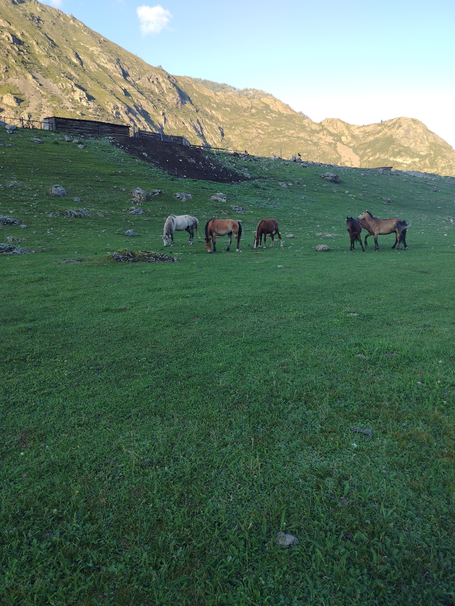 A herd of horses grazes on a lush green meadow at the base of a mountain range in Iodro, Russia. The sun illuminates the mountainside, casting shadows on the rocky slopes. In the mid-ground, a simple wooden structure, likely a stable or barn, is visible along with a wooden fence. Several horses, varying in color from light gray to brown, are spread across the field. Two horses stand close together in the foreground, appearing to interact. The sky is a clear, pale blue with a few wisps of white clouds. The scene depicts a serene rural landscape.
