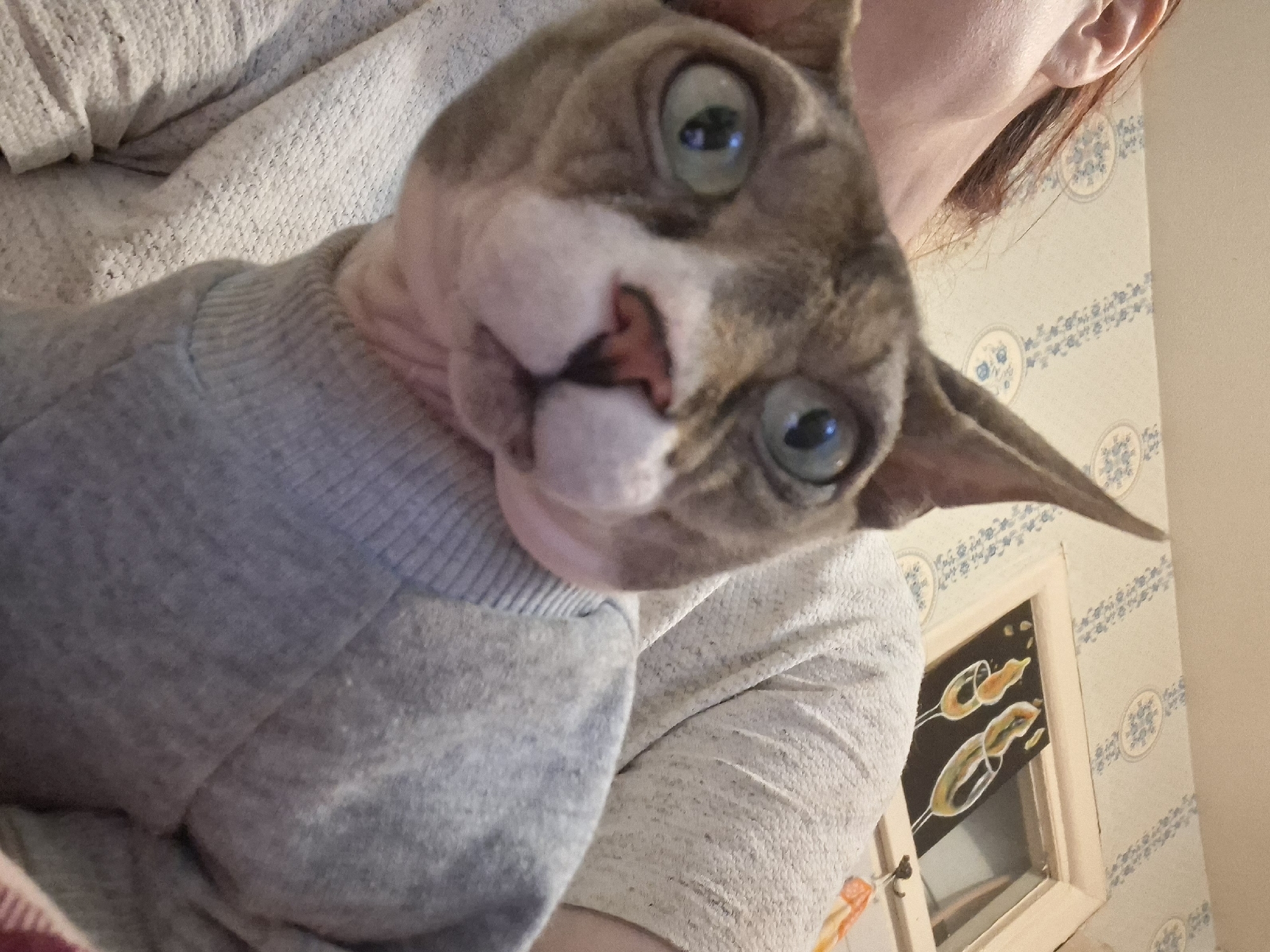 A close-up, slightly angled shot depicts a hairless cat with large, round, pale green eyes wearing a grey sweater. The cat's fur is a mottled brown-grey with pinkish undertones on its face and nose. A person, partially visible, holds the cat. A portion of their ear and auburn hair are visible. The person wears a light-colored, patterned sweater. Behind them is a wall with light wallpaper decorated with a repeating blue floral pattern. A framed painting depicting stylized champagne glasses hangs on the wall. The location may be Załabocki Rural Council, Belarus.