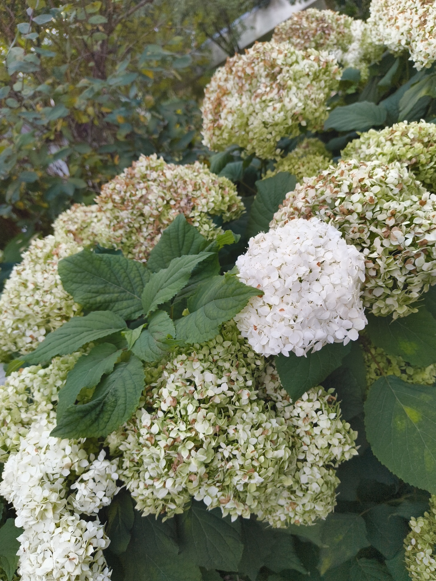 The image shows a close-up of several large white and light green hydrangea blooms. The blooms are round and densely packed with small flowers. Some of the blooms are starting to dry and have brown tinges. Large, dark green hydrangea leaves are interspersed among the flowers. In the background, out of focus, are more green leaves and branches of trees. The overall scene depicts a garden setting. The metadata indicates the location as Востец Снт, Russia.