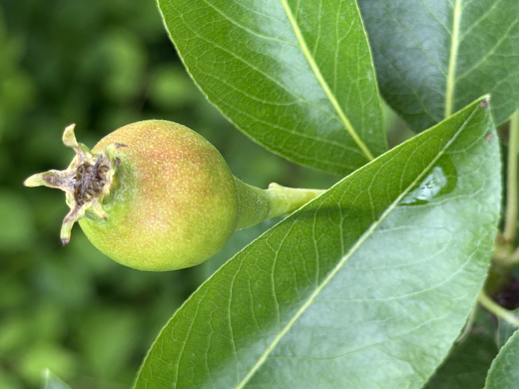 A close-up, macro-style shot captures a small, unripe fruit nestled among vibrant green leaves, set against a softly blurred green background. The fruit, likely a young pear or similar pome, is predominantly light green with a subtle yellowish hue and faint reddish-brown speckling, particularly on the sun-exposed side. It exhibits a distinct calyx at its base, where the remnants of the flower are still visible, including dried sepals. A slender, green stem connects the fruit to its branch, which is partially obscured by leaves.
The surrounding leaves are a rich, healthy green, displaying intricate vein patterns. One leaf in the foreground, positioned to the right of the fruit, has a small, clear water droplet resting on its surface. The lighting appears natural and bright, illuminating the subjects without harsh shadows, suggesting it is daytime. The out-of-focus background provides a natural, lush setting, hinting at a garden or orchard environment. No text is visible in the image.