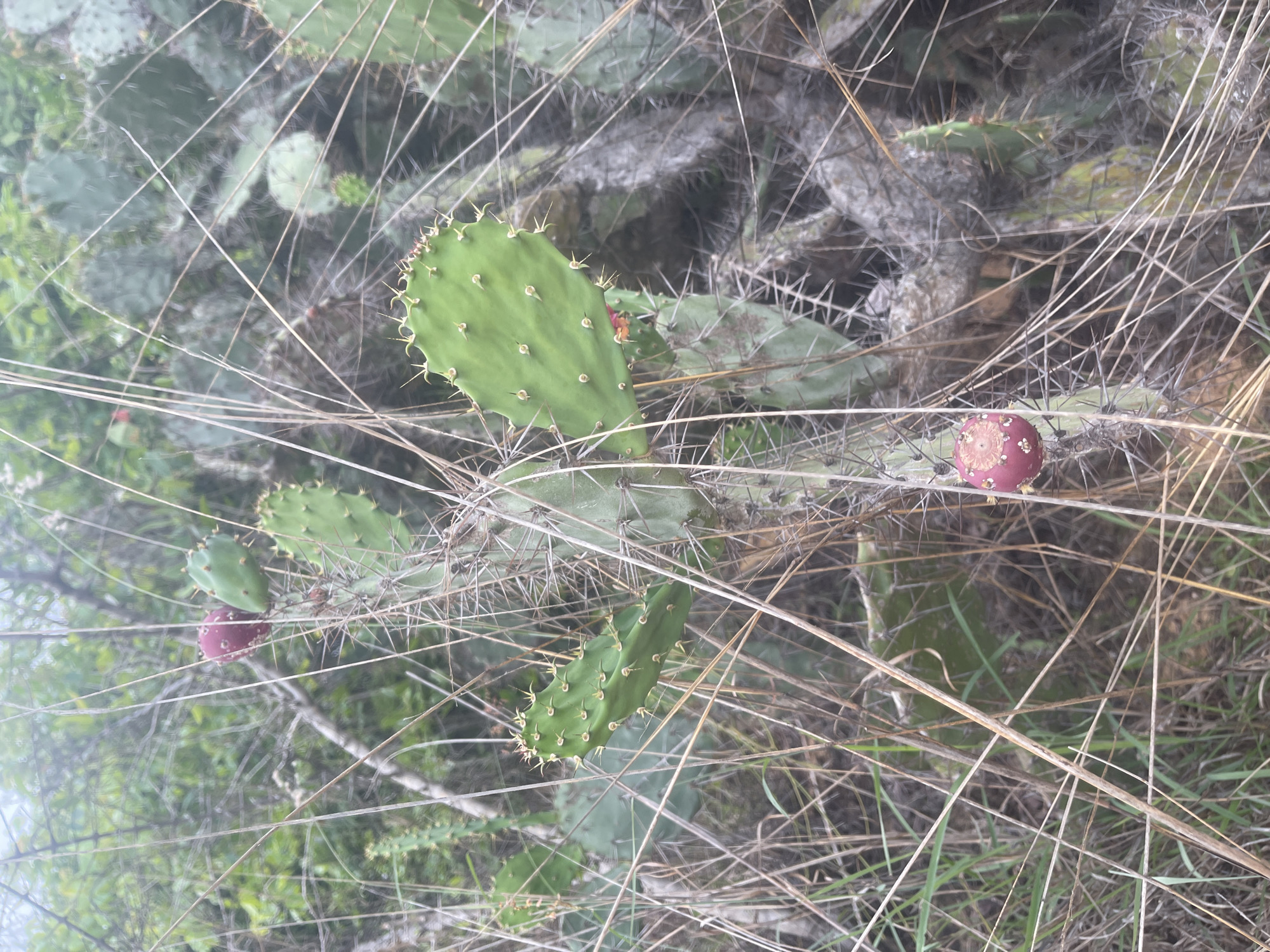 A prickly pear cactus plant with green pads and red fruits is visible in an outdoor environment. The plant is surrounded by dry grasses and other vegetation. The lighting suggests it is daytime, possibly overcast or early morning/late evening due to the soft light. The background is blurred, indicating a shallow depth of field. There are no people or animals visible in the image. The scene does not provide any specific indicators of it being located in Mũi Né, Vietnam.