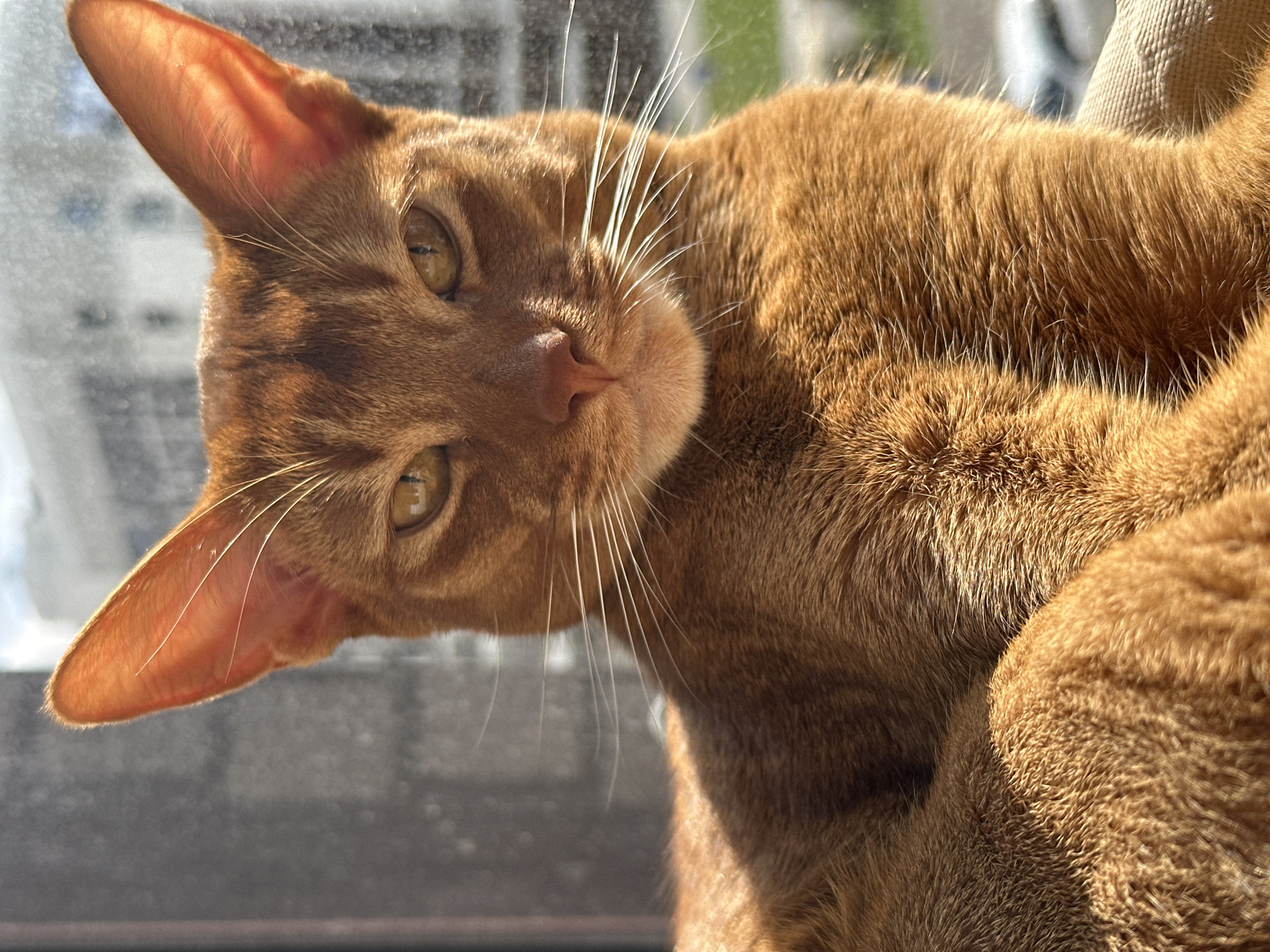 A ginger cat with green eyes is the primary subject of the image. The cat is positioned at an angle, tilting its head towards the viewer. Its fur is dense and ginger-colored, with white whiskers prominently visible. The cat's ears are large and erect, with a pinkish hue. The background is slightly out of focus, showing a window and potentially an outdoor scene with greenery. There are no visible indications of the location being Kazan, Russia. There are no other people or animals are visible. The cat appears to be relaxed.