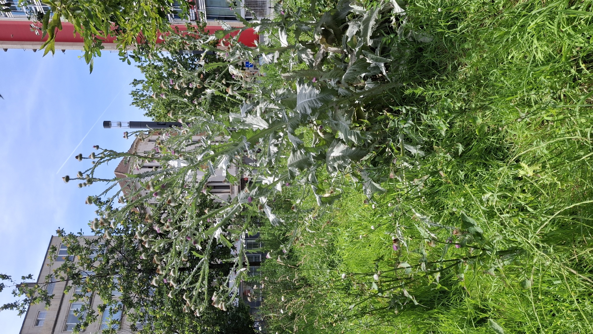 In an urban environment, a tall, leafy thistle plant with purple-tipped flower buds dominates the foreground. It grows in a patch of overgrown green grass. Behind the thistle, several buildings are visible. To the left, a light-colored, multi-story building with numerous windows stands next to a dense green tree. In the center background, a lighter-colored building with a red-tiled roof and visible windows is partially obscured by the thistle. To the right, a tall, red building with a modern facade is partially visible. A dark, slender structure, possibly a utility pole or antenna, is positioned between the buildings. The sky above is clear blue with a faint contrail.