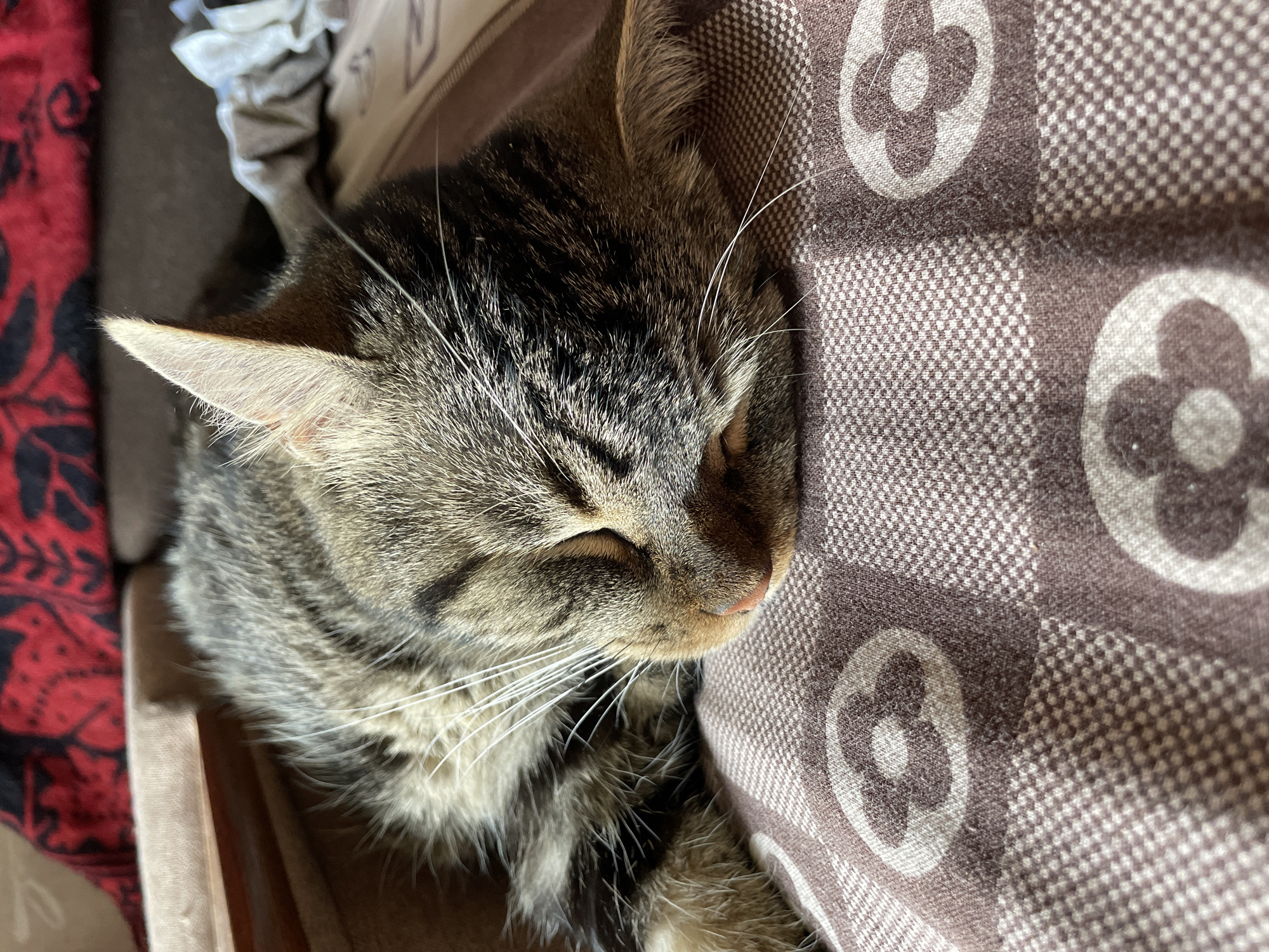 The image shows a close-up of a domestic cat sleeping on a patterned blanket. The cat is a tabby with stripes and white whiskers. It is curled up and its eyes are closed. The blanket has a checkered pattern with flower-like motifs. The background is blurred, but appears to be a sofa or bed with a red patterned fabric visible. The scene is indoors. There is no indication of the cat's location in Cherkasy, Ukraine.