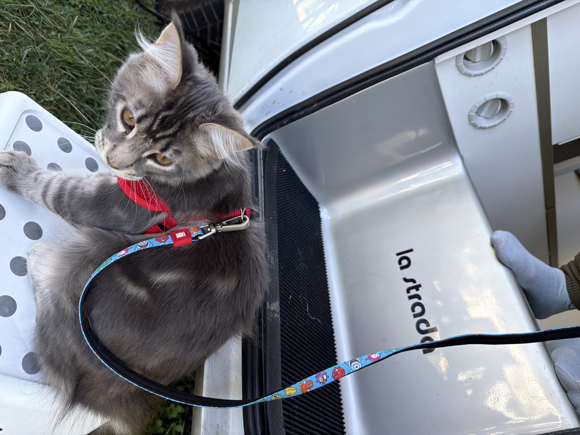 A gray Maine Coon cat is sitting on a white step stool outdoors. The cat is wearing a red harness and a leash with cartoon characters. The cat is looking down and to the left. In the background, there is an open doorway of a vehicle with the text "la strada" printed on the inside. A person's legs wearing socks are visible near the top of the doorway. The location is Sarnitsa, Bulgaria.