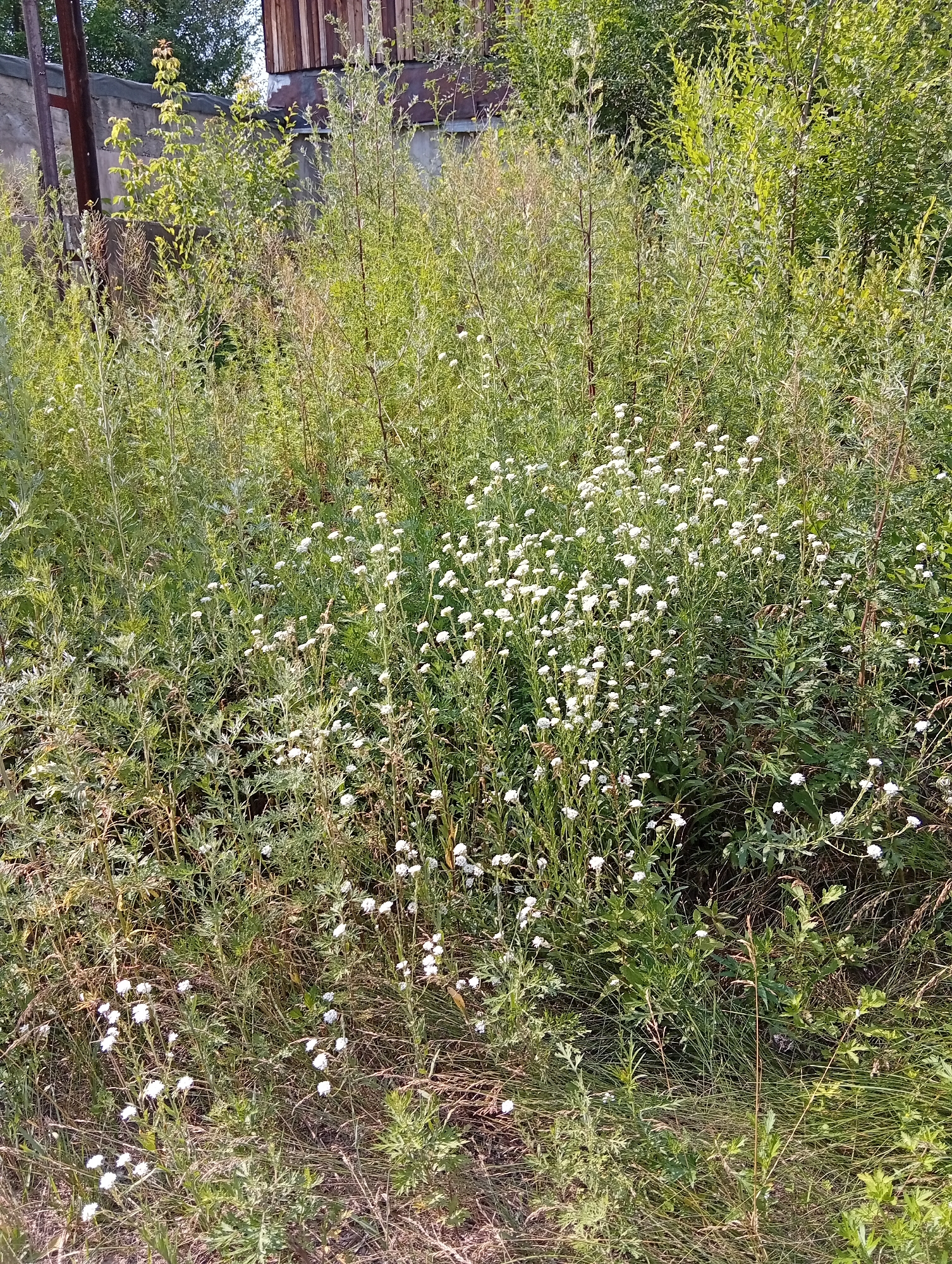 The image depicts an overgrown, untamed natural scene with a dense collection of plants and wildflowers. In the background, a partially visible wooden structure and a concrete wall suggest the proximity of human habitation, possibly a yard or undeveloped land on the edge of a settlement. The foreground is dominated by tall, wispy green vegetation and numerous small white flowers. The overall impression is one of a neglected natural area within or near a city, likely in Minusinsk, Russia, given the provided context. No people or specific actions are visible.