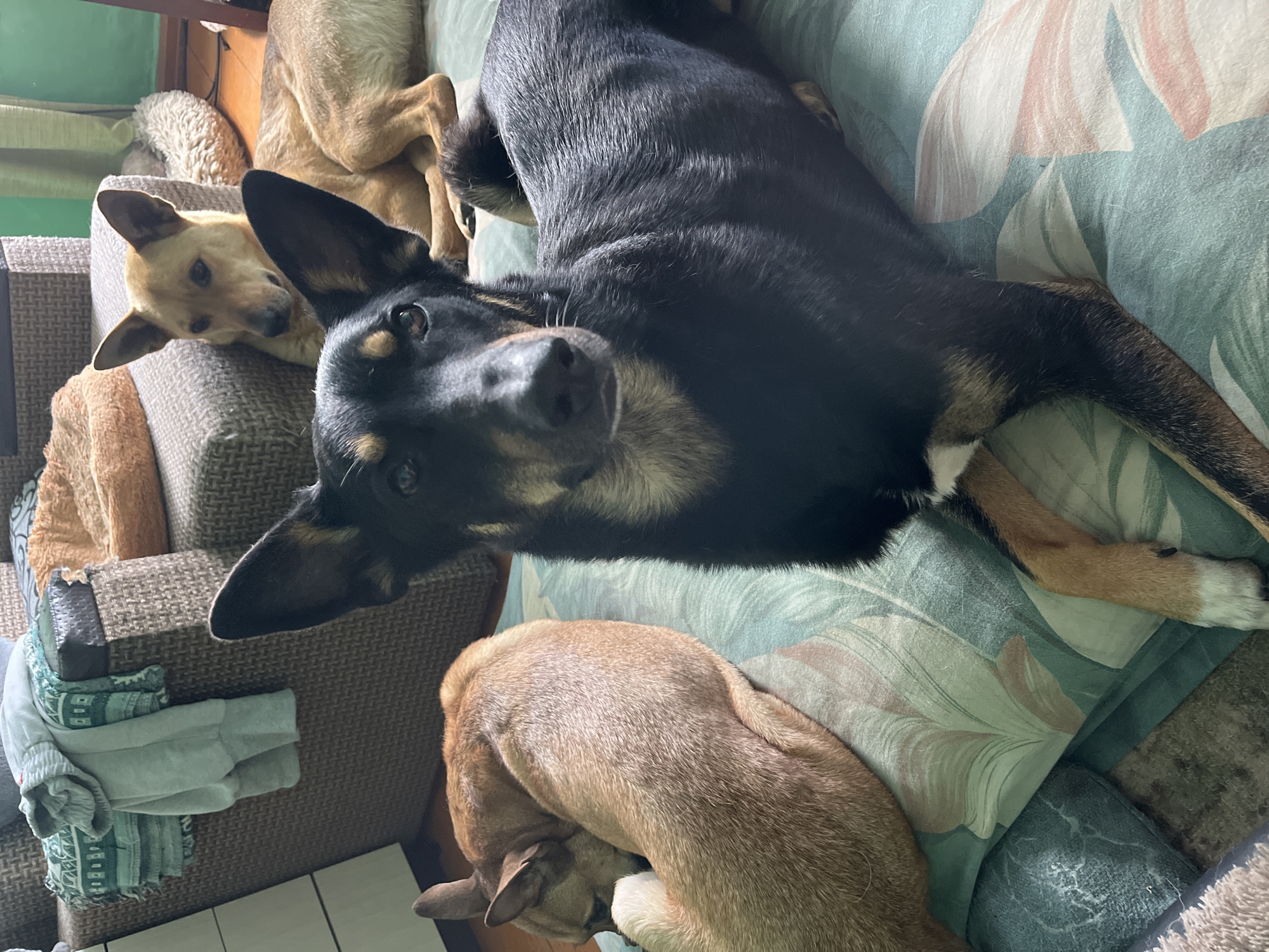 The image depicts four dogs in an indoor setting. In the foreground, a black and tan dog with erect ears is looking directly at the camera. To the left, a tan dog is curled up, sleeping. In the background, another tan dog is lying down, and a portion of a third tan dog is visible. The dogs are resting on a surface covered with a green and white patterned fabric, possibly a mattress or a large cushion. Behind them, a sofa with patterned upholstery and some folded clothing is visible. The floor appears to be wooden. There is no indication of the location being in the city of Nizhny Tagil, Russia.