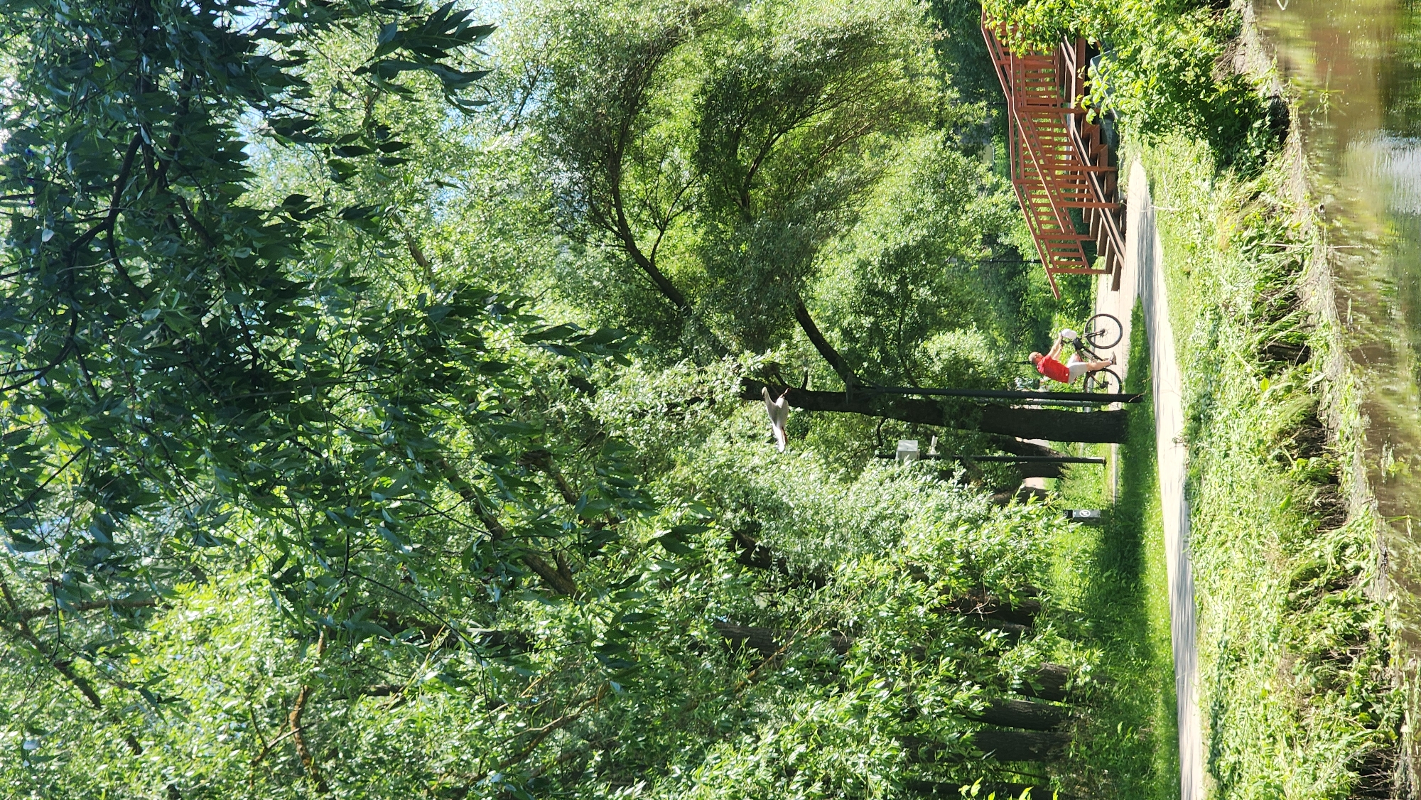 The image depicts a sunny day in a park, likely in Moscow, Russia, given the context. A man wearing a red shirt and a red cap is cycling on a paved path that runs alongside a canal. Lush green trees with dense foliage dominate the scene, creating a shaded canopy. A wooden bridge with railings is visible in the background, leading up a slope. The water in the canal is reflective, mirroring the surrounding greenery. The path appears to be a well-maintained recreational area within the park.