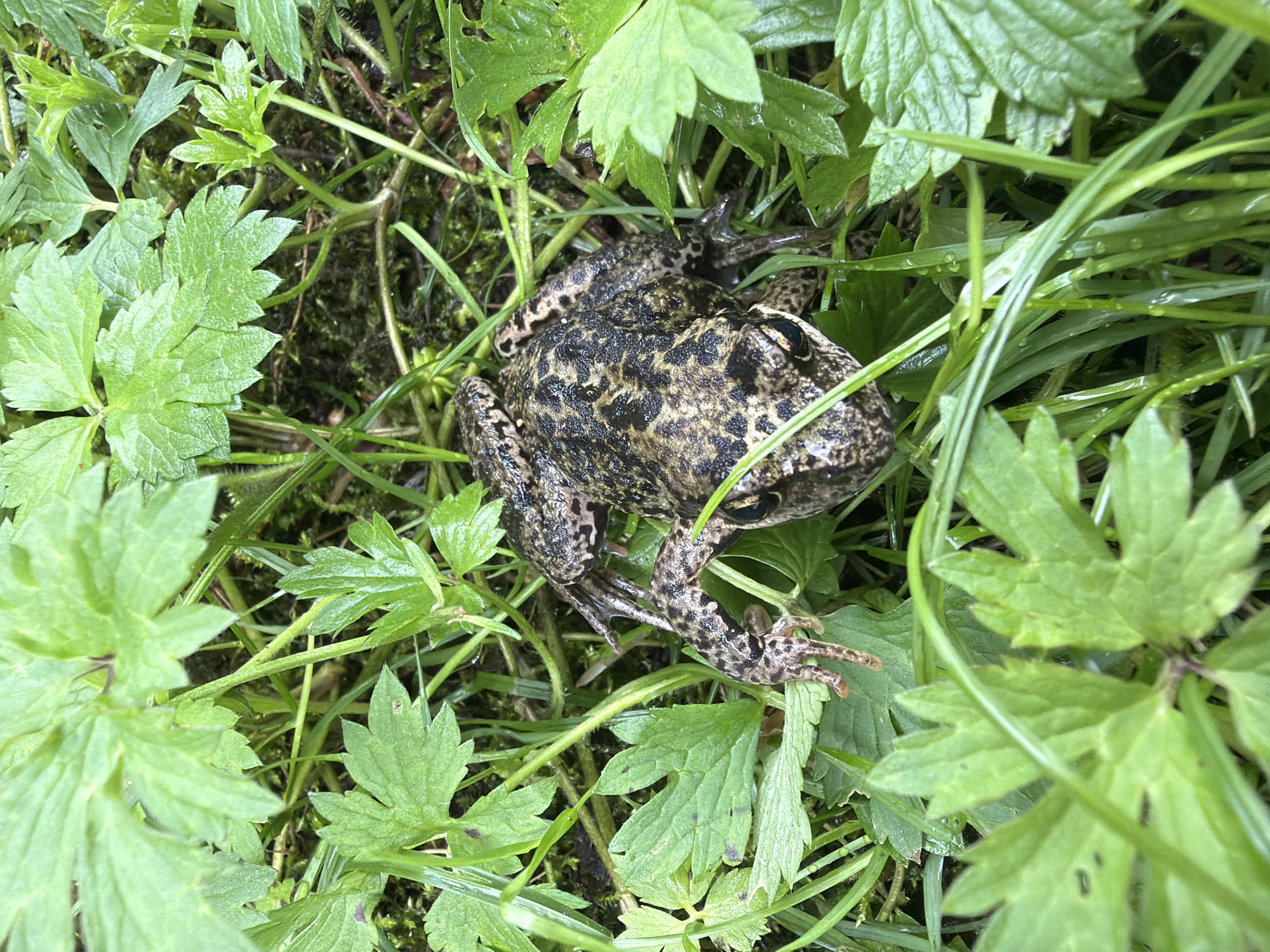 A top-down, close-up shot shows a single, mottled brown and black frog in a natural, outdoor environment. The frog is positioned in the center of the frame, facing towards the right. Its skin texture is rough and bumpy, with a distinct pattern of dark splotches on a lighter brown background. The frog's eyes are visible, appearing dark and watchful. It is partially obscured by lush, green foliage and tall blades of grass, some of which are wet and glistening. The surrounding vegetation is dense and appears to be a mix of plants with broad leaves and thin, reedy grass. The overall impression is of a damp, overgrown natural setting, possibly a forest floor or a garden. The image does not provide any information about the city of Папярнянскі сельскі Савет, Belarus.