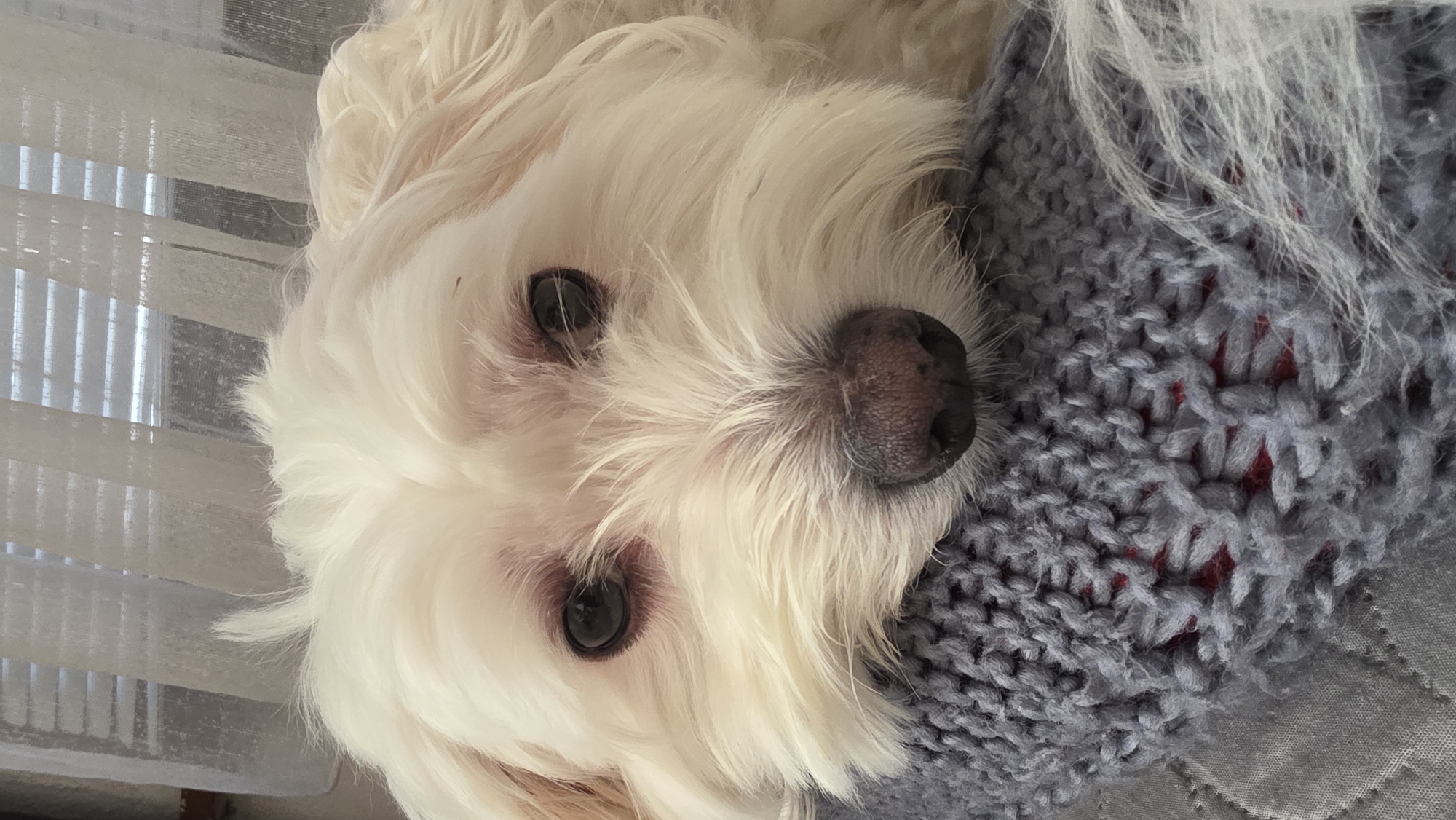 A close-up, slightly angled, indoor shot shows a small, white, long-haired dog resting. The dog is lying on a gray knitted blanket or shawl with a textured pattern. The dog has dark eyes and a dark nose. To the left, slightly out of focus, are sheer white blinds. The specific location in Blagoevgrad, Bulgaria is not discernible from the image.