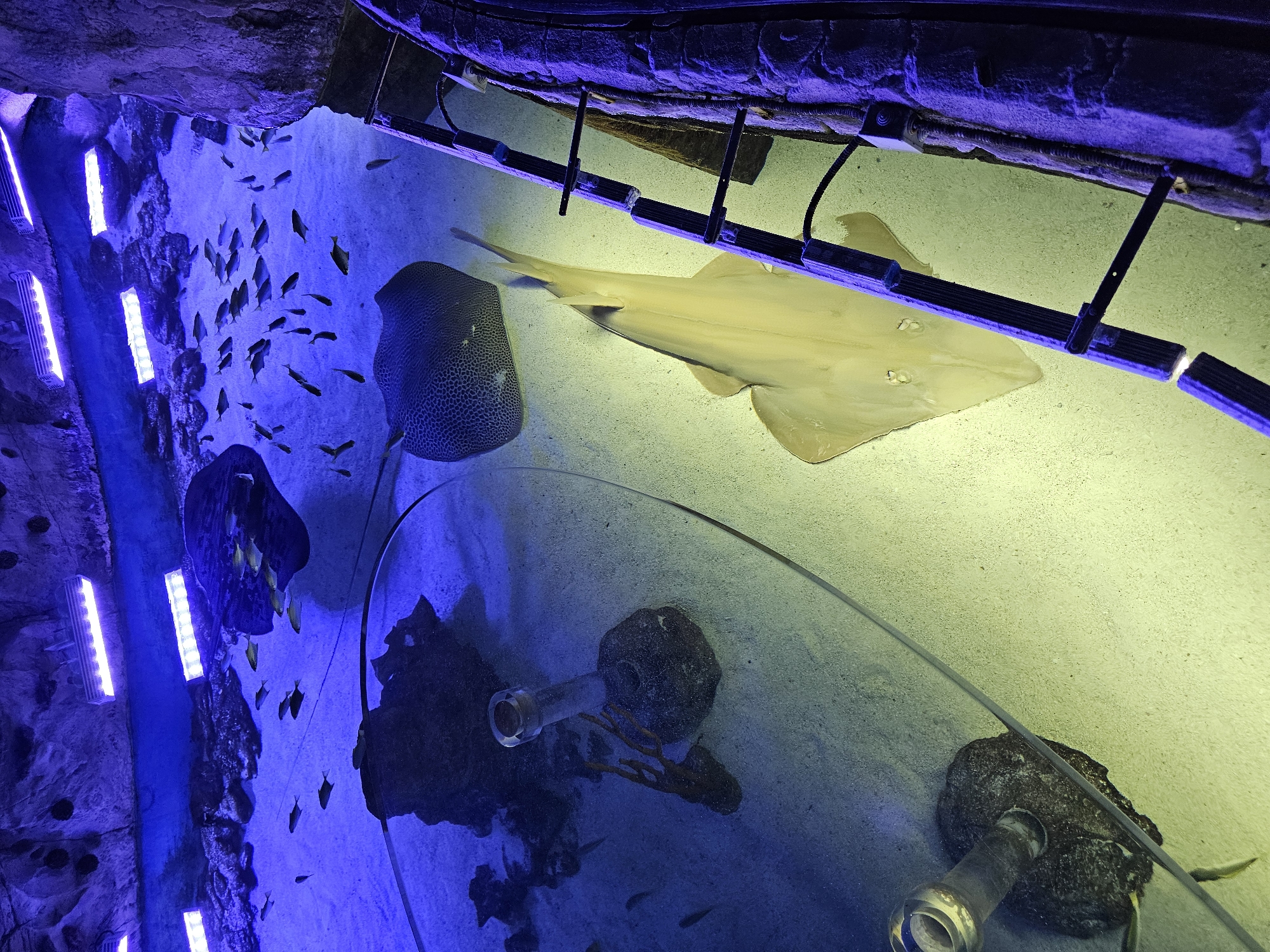 The image depicts an overhead view of an aquarium, likely indoors. In the tank are several marine creatures including a ray with dark spots and a shark-like fish. Numerous small fish are also visible swimming in the blue-lit portion of the tank. The tank's bottom is covered in sand and features rock formations and clear tubes. Artificial lighting is present at the top of the tank. The presence of marine life suggests a location that houses such species, possibly an aquarium or research facility. The location is Khimki, Russia.