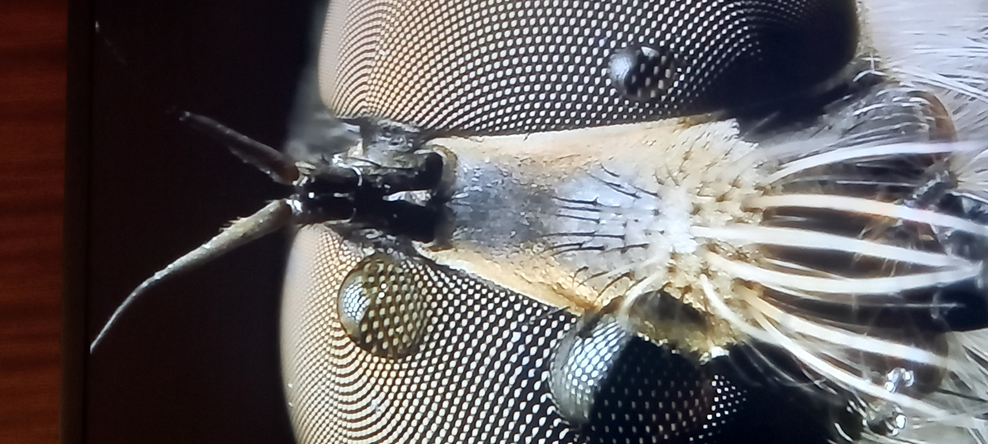 This is a close-up, macro photograph of the head of an insect, likely a mosquito or similar fly. The image focuses on the intricate details of its compound eyes, antennae, and mouthparts. The compound eyes are large and prominent, composed of thousands of hexagonal facets, creating a shimmering, reflective surface. Small water droplets are visible on the surface of the eyes. The antennae are thin and bristly, emerging from the top of the head. The mouthparts are complex and appear to be composed of several slender, needle-like structures. The insect's head is covered in fine hairs. The background is dark and out of focus, with a hint of a wooden surface at the top. There are no people or any indication of a specific location, including Kryvyi Rih, Ukraine, within the image itself. The scene is a forensic, matter-of-fact depiction of an insect's head.