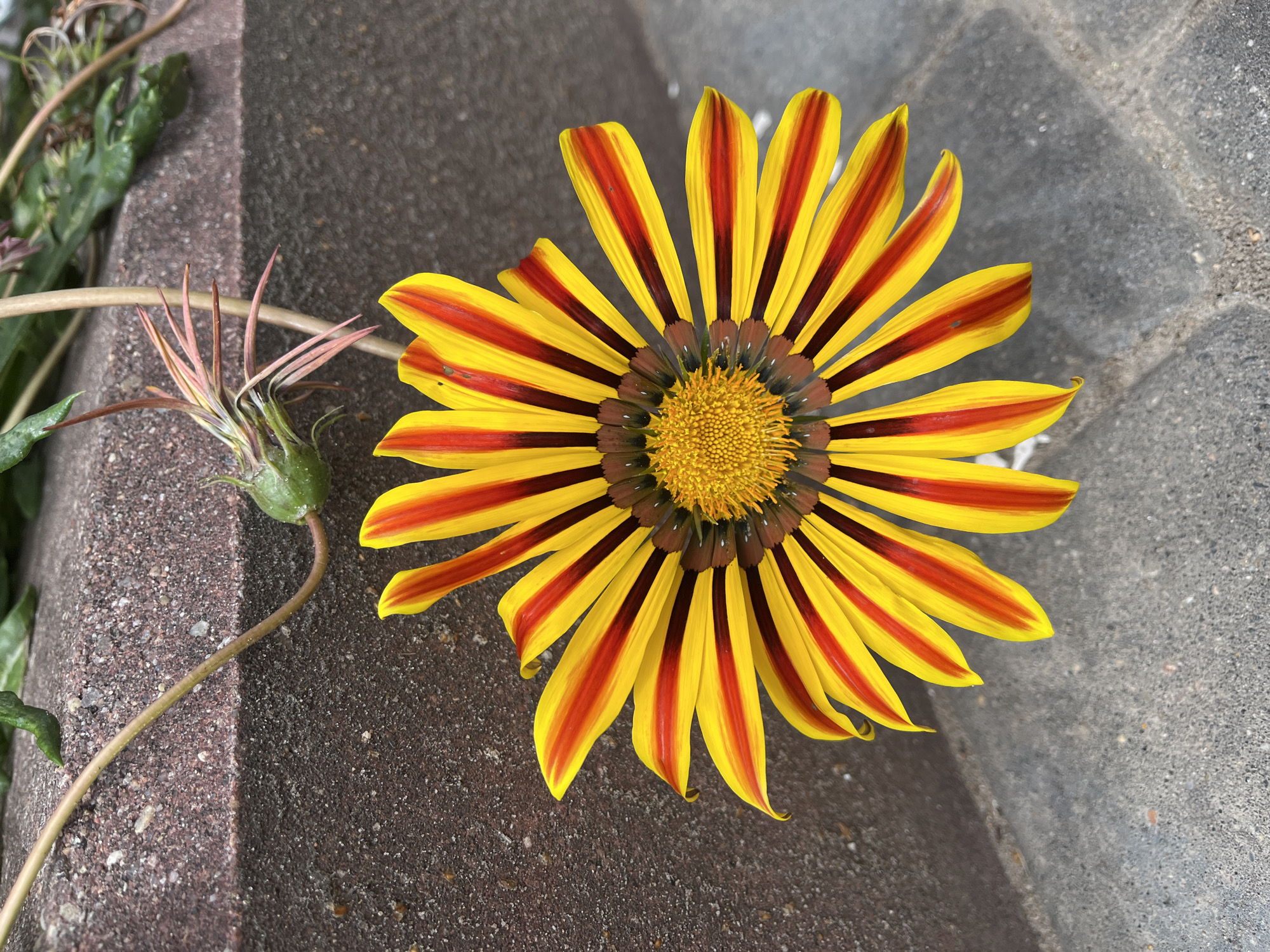 A single, vibrant yellow and red striped Gazania flower is the primary subject, positioned centrally and slightly to the right of the frame. The flower's petals radiate outwards from a central, textured yellow disc. The flower is resting on a paved surface composed of gray rectangular stones. Behind the flower, a textured reddish-brown brick wall serves as a backdrop. A thin, winding vine with green leaves and a developing seed pod snakes across the top of the brick wall, extending towards the flower. The lighting suggests an outdoor, daytime setting, possibly in a garden or urban landscape. No people are present in the image. The scene is static and appears to be a close-up photograph of the flower. The location in the city of Vitsebsk, Belarus is not indicated by any visual cues in the image.