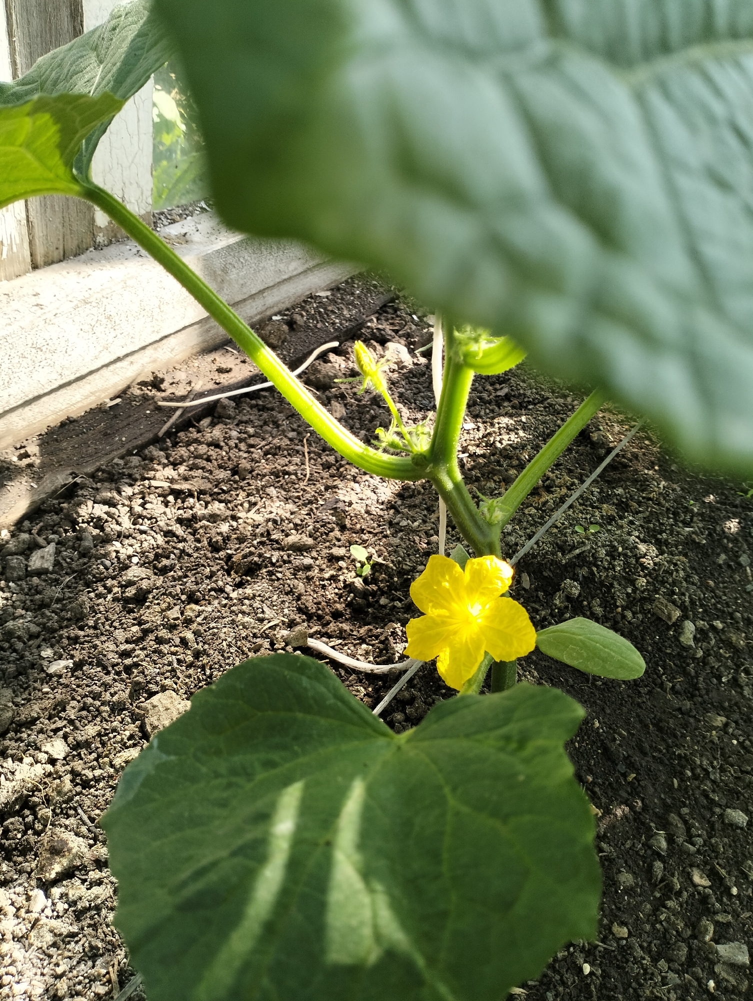 A close-up, ground-level shot shows a single yellow cucumber flower with five petals, positioned to the right of a green stem. To the right of the flower is a small, developing cucumber fruit. The plant is growing in dark, loamy soil, with some small pebbles and dry plant matter visible. In the background, a section of a white, weathered wooden structure is visible, suggesting the plant is in a greenhouse or near a building. Large green leaves dominate the foreground and upper right of the image, obscuring parts of the scene and creating dappled shadows. The lighting suggests it is daytime, with sunlight illuminating the flower and the soil. The overall scene depicts a healthy plant in its early stages of fruiting.