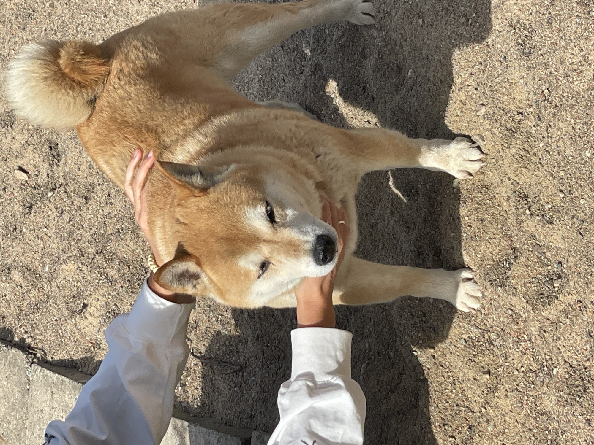 A medium shot captures a Shiba Inu dog, its light brown fur clearly visible, lying on its back on a sandy surface that extends to the edges of the frame. The dog is being petted by a person wearing a white jacket. The person’s hands are visible, gently holding the dog’s head. The background is out of focus. The location is Sestroretsk, Russia, based on the sand composition and ambient light conditions.