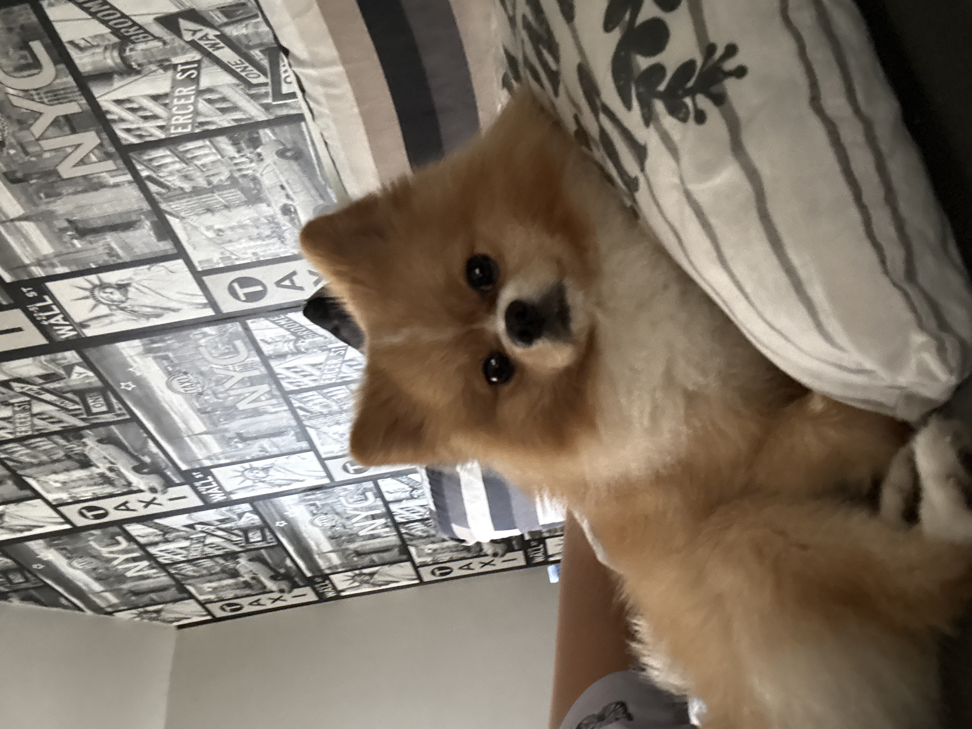 A fluffy, light brown/orange dog, appearing to be a Pomeranian, is the main subject of the image, looking directly at the viewer with curious, dark eyes and a black nose. Its head is slightly tilted. The dog is resting on or next to a pillow with a black and white floral pattern, and striped bedding in shades of grey and white. Part of a person's arm or shoulder, wearing a grey shirt, is visible in the bottom right corner, suggesting the dog is being held or is lying close to a person.
The background features a distinctive black and white New York City-themed wallpaper or mural, covering what appears to be a ceiling or an angled wall. This mural includes various city elements and street signs.
Visible text on the wallpaper includes: "ERCER ST" (likely Mercer Street), "ONE WAY," "WALL ST," "NYC," and a stylized "TAXI" symbol. There is also a partial word "BROOM," suggesting "BROOME" Street.
The image is captured indoors in what appears to be a bedroom or living space, in Pazardzhik, Bulgaria. The lighting is soft and consistent with an indoor setting. The overall mood is relaxed and intimate.