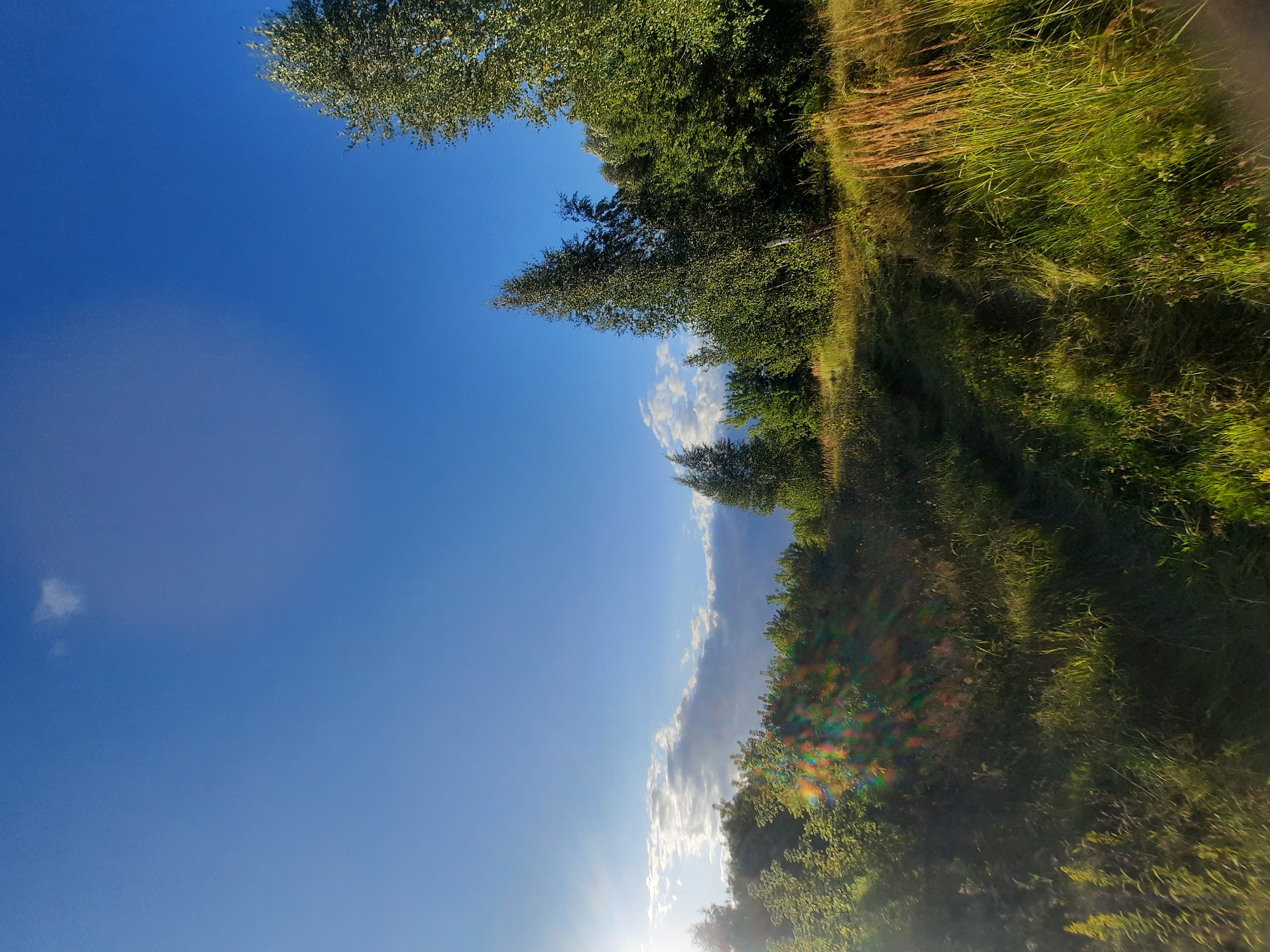 The image depicts a natural landscape with a clear blue sky and lush green vegetation. In the foreground, a grassy path winds through tall grass and foliage. The path is illuminated by the sun, which creates lens flare and rainbow-like effects on the left side of the image. In the mid-ground and background, a dense line of trees, including birch and other deciduous species, stretches across the horizon. Some clouds are visible in the upper left portion of the sky. The scene appears to be set in an outdoor, possibly rural, environment. The location in Shklov, Belarus is not discernible from the visual elements of the image.