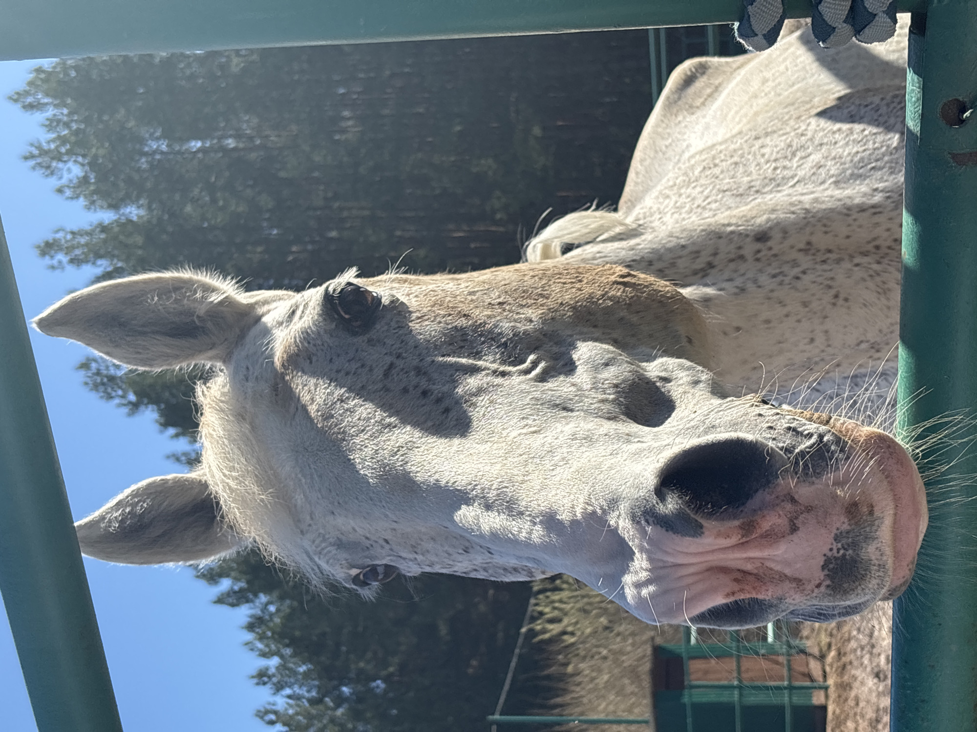 The image depicts a light-colored, speckled horse with a pink nose, seen up close and personal from behind a green fence. The horse's head is turned slightly toward the viewer. Trees are visible in the background under a clear blue sky. The image's location is purported to be in the city of Русский Вожой, Russia.