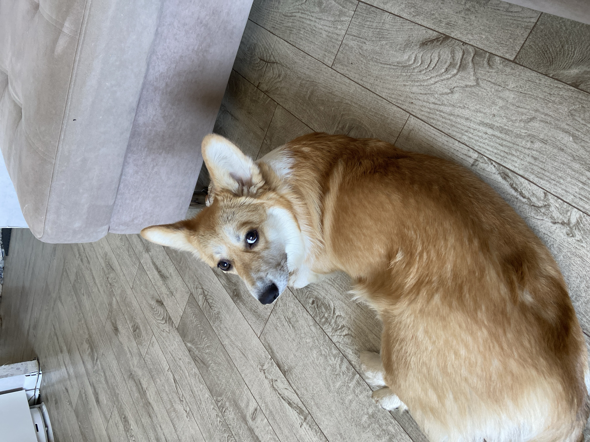 A Corgi dog is lying on a wood-look floor next to a light-colored sofa. The dog is light brown and white, and it is looking up at the camera with its ears perked. The location is Chaikovsky, Russia.