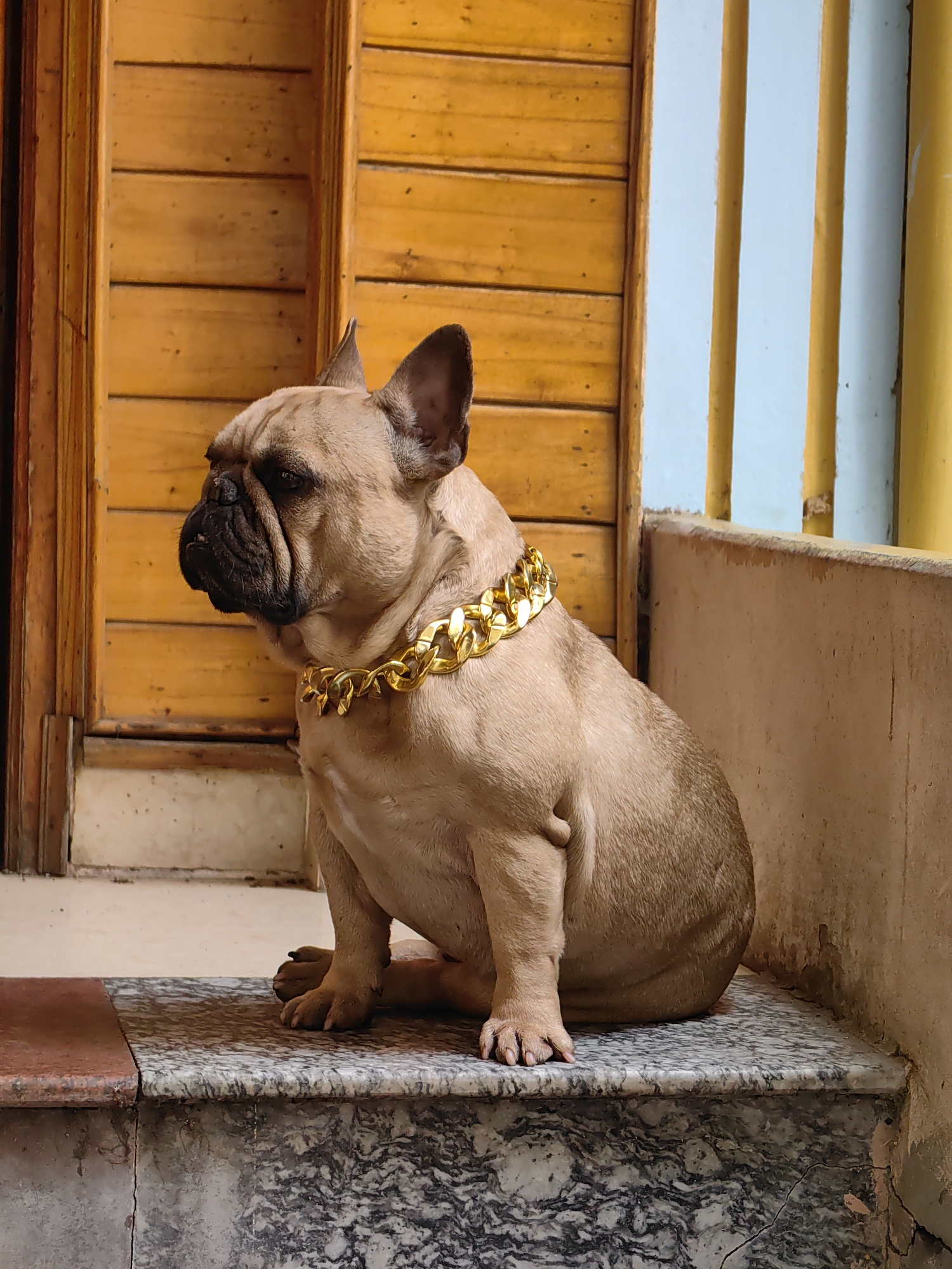 In Sa Pa, Vietnam, a tan French Bulldog, wearing a thick gold-colored chain collar, sits on a gray and white marble step, facing left in profile. The dog's front paws are visible on the step. Behind the dog on the left is a light brown wooden door with horizontal paneling. To the right of the door, a light blue wall section with three narrow vertical yellow bars is visible, with a textured beige wall below it on the right side of the image. The step surface transitions to a reddish-brown section on the far left.