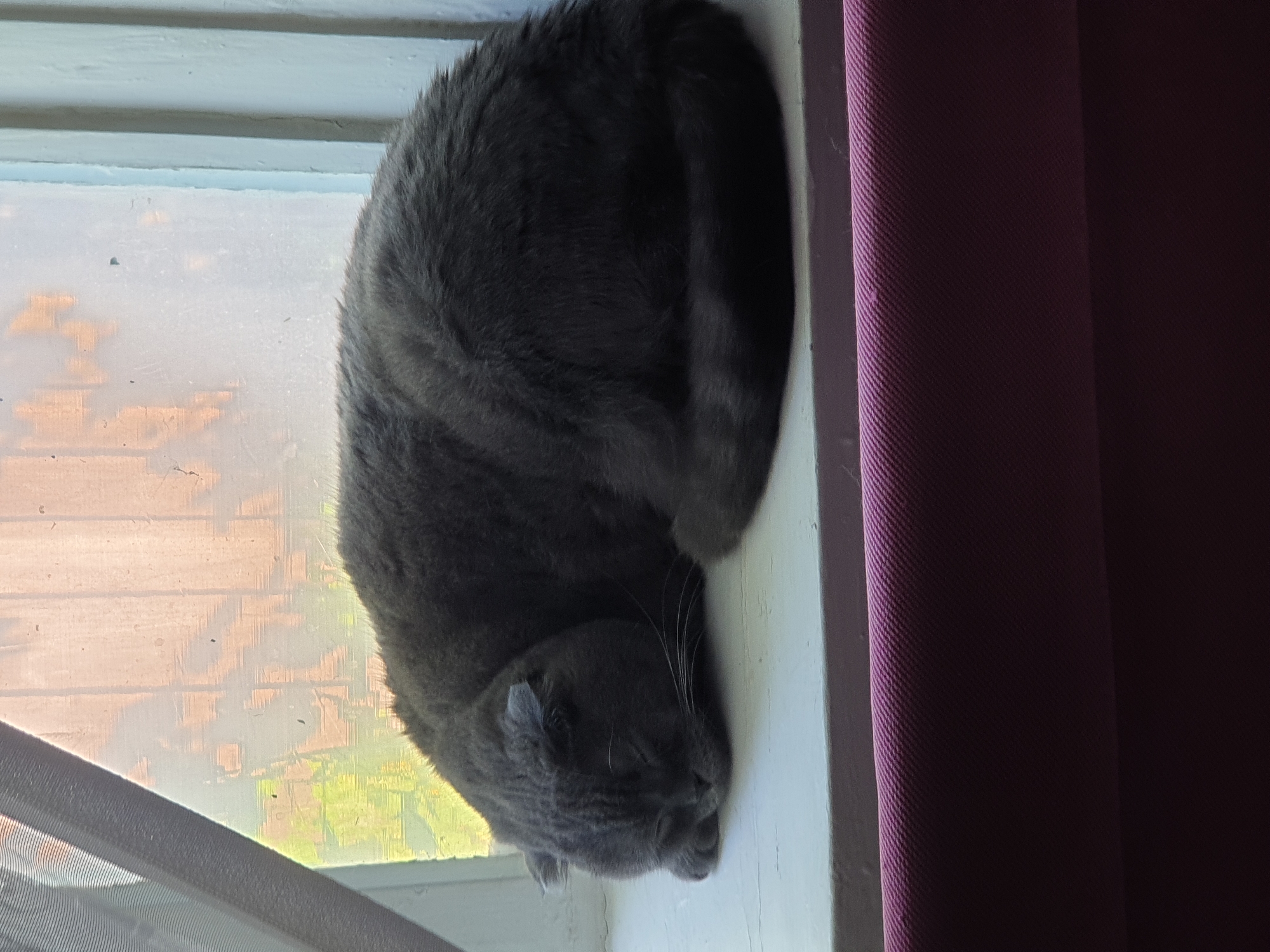 A dark gray, fluffy cat is curled up asleep on a white windowsill. The cat's head is tucked into its body, and its eyes are closed. Sunlight streams through a dirty window behind the cat, illuminating the room. Outside the window, green foliage and a brown wall are visible. A sheer white curtain hangs on the left side of the window. Below the windowsill, a textured purple fabric is visible. The scene is indoors, likely in a residential setting. The location is specified as Lozovyi Yar, Ukraine.