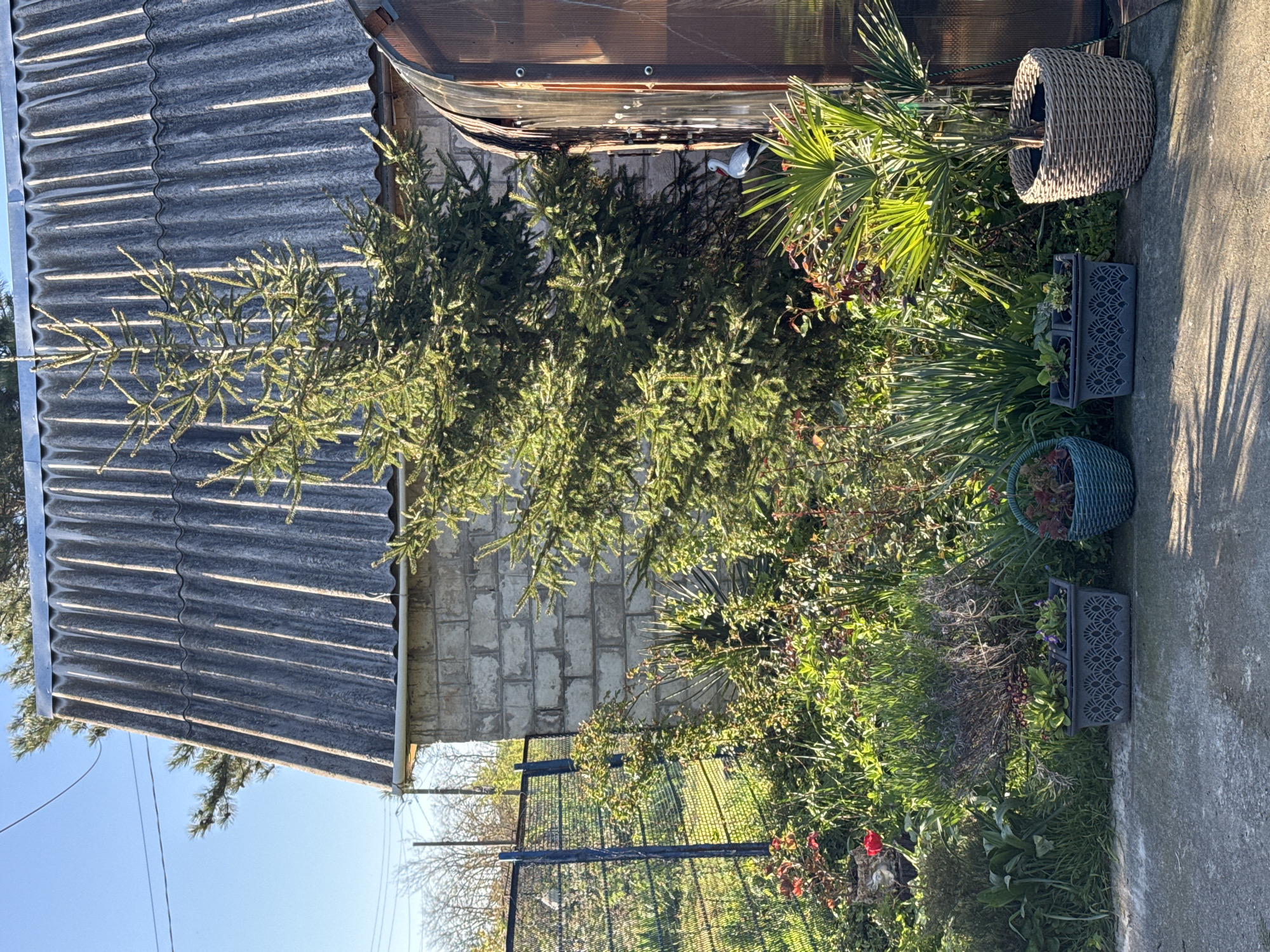 The image depicts a garden scene adjacent to a structure with a corrugated roof and a brick wall. A small evergreen tree is centrally located. To the right of the tree is a collection of plants and planters, including a woven basket and several dark grey plastic crates used as plant containers. A palm-like plant is also present. The garden is bordered by a wire fence, beyond which is a grassy area with trees. The ground is covered with grass and various plants, with some red flowers visible. A concrete pathway runs along the edge of the garden. The lighting suggests it is daytime, likely in the morning or late afternoon. The location cannot be confirmed as Goncharka, Russia based solely on this image.
