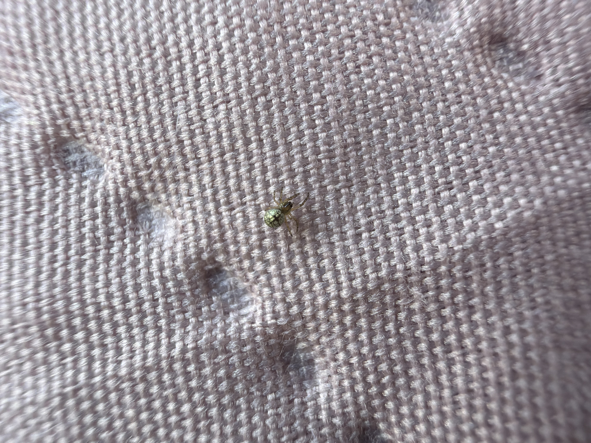 The image shows a small, light-colored spider with dark markings on its abdomen, resting on a pinkish, textured fabric. The fabric appears to be a coarse weave, possibly upholstery or bedding, with a quilted pattern visible in the background. The spider is centrally located in the frame. There is no indication of the location in Saulkalne, Latvia, or any other specific environmental details beyond the immediate subject matter.