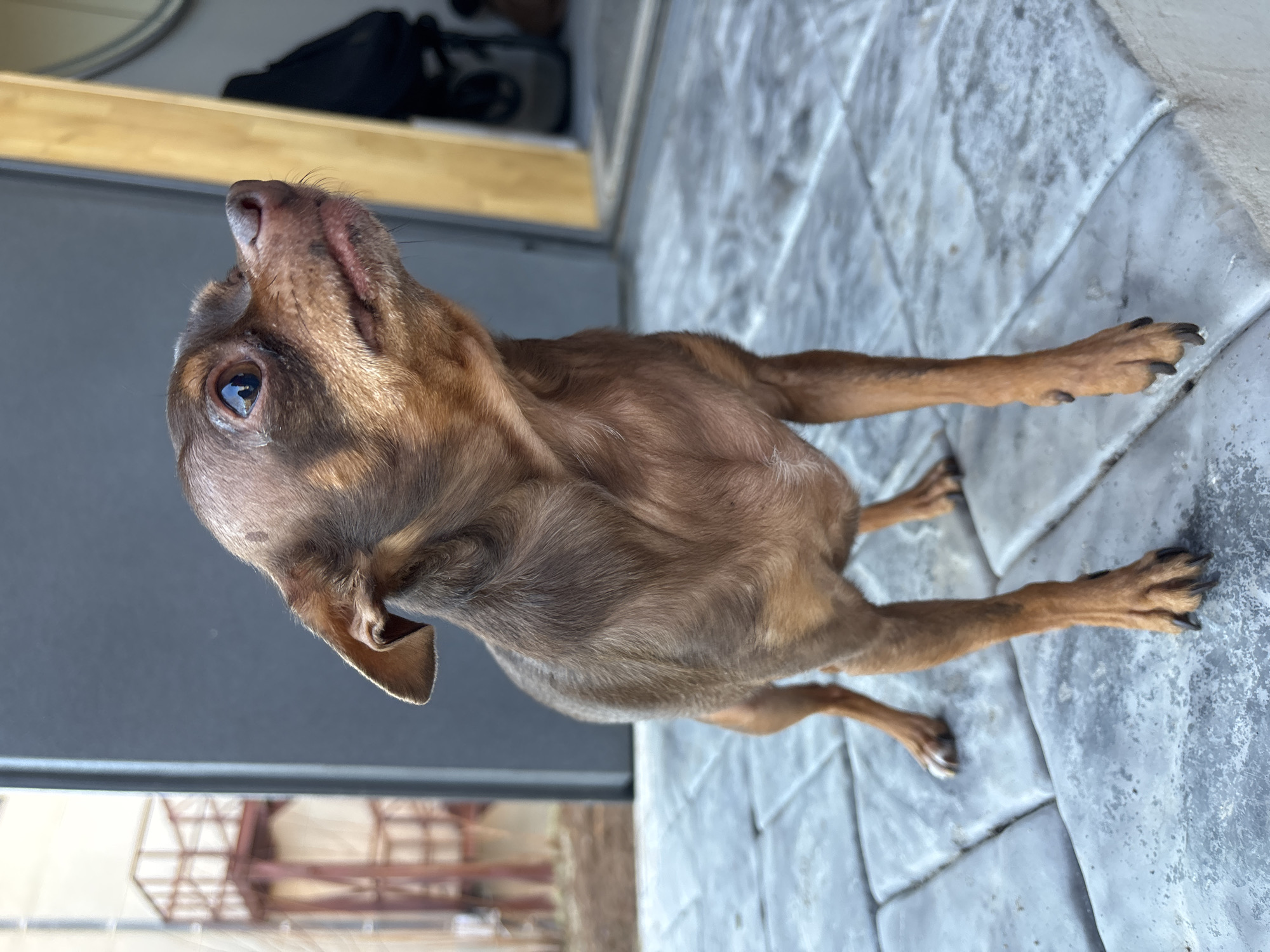 A small, short-haired dog with brown and reddish-tan fur stands on a light grey, textured tiled floor. The dog is looking upwards and slightly to its left, with its head tilted back and mouth slightly open, appearing attentive and curious. Its dark brown eyes reflect bright natural light, indicating it is daytime. The dog's slender legs and paws with dark nails are visible.
In the background, to the left of the dog's head, there is a blurry dark grey or black wall. Above this wall, a light-colored wooden or metallic beam is visible, holding a blurry black object, possibly a bag. Further in the distant background, through what appears to be a transparent barrier like a window or railing, blurry metallic structures resembling scaffolding or part of a building are faintly discernible. The overall lighting is bright, suggesting sunny weather. The setting appears to be an outdoor or semi-outdoor area, such as a patio or balcony. No text is visible in the image. The location context provided is Chaikovsky, Russia.
