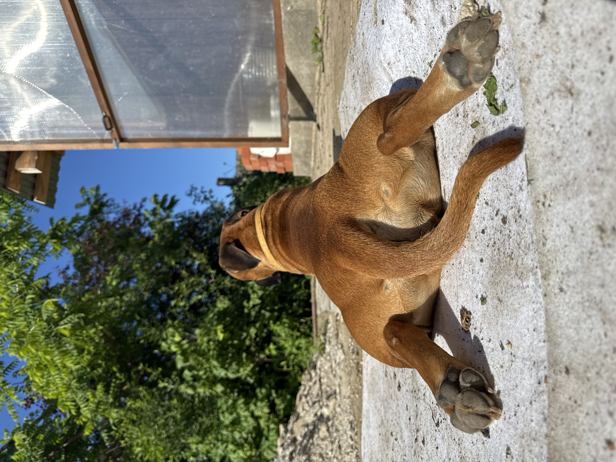 A brown dog with a yellow collar is lying on a concrete surface in a yard. The dog is viewed from behind, with its hind legs splayed out. In the background, there is lush green foliage, a blue sky, and a structure with a corrugated roof and translucent panels. Some piles of debris are visible to the left of the dog. The scene appears to be in a residential area, possibly a dacha or backyard, in Chaikovsky, Russia, given the typical climate and architecture. The lighting suggests it is daytime, with the sun casting shadows.