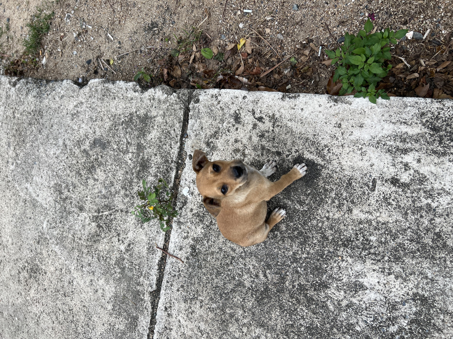 A small, light-brown puppy sits on a concrete slab. The puppy faces the camera, looking up with one ear perked. The concrete is worn and textured, with a crack running alongside the puppy. A small patch of greenery grows in the crack. The edges of the concrete meet a dirt area with scattered leaves and debris, and another patch of green plants.