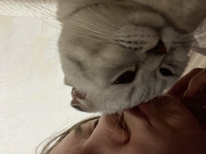 The scene is located in the city of Zvezda, Russia. The image displays a close-up, low-angle perspective of a light grey and white tabby cat with folded ears, occupying the lower two-thirds of the frame. A human hand and the upper portion of a human face (forehead, hairline) are visible in the upper left, with the hand in contact with the cat's head, appearing to pet or scratch it. The cat's eyes are partially closed, and its gaze is directed slightly downwards and to the left. The background on the right consists of a light-colored, textured wall surface. A light-colored, soft textile surface is present beneath the cat in the lower right.