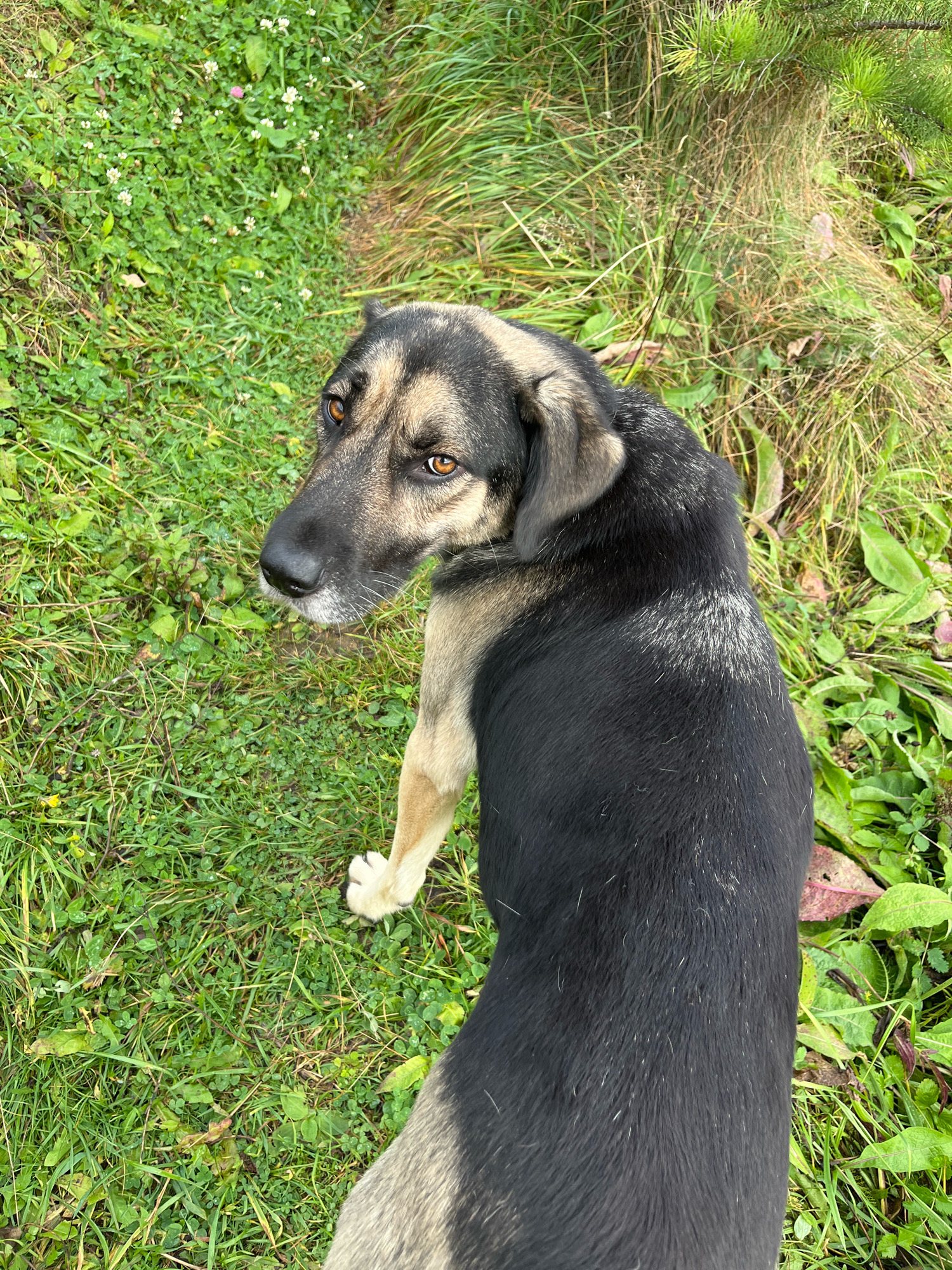 An outdoor, eye-level, full-body shot captures a medium-sized dog with black and tan fur standing in a grassy area. The dog is looking up and to its left, with its head slightly tilted. The dog's eyes are a striking amber color. Its left front paw is visible, resting on the grass. The background consists of a mixture of green grass, some clover with small white flowers, and taller, dry grass, with hints of pine needles from a nearby tree. The lighting suggests it is daytime. The image was taken in the city of Nizhny Tagil, Russia.