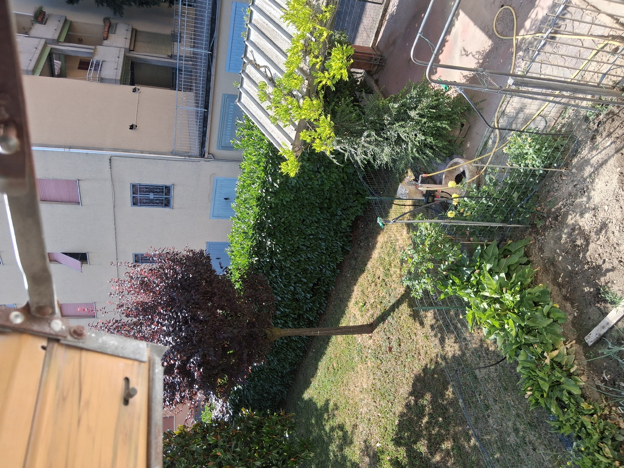 This media file depicts an outdoor scene, likely a backyard or garden area adjacent to an apartment building. The perspective is from an elevated position, looking down and towards the buildings. The setting appears to be a residential area in Colorno, Italy.
The primary subjects are the lush greenery of trees and hedges, a lawn, and parts of the building's exterior. A prominent feature is a tall, slender tree with dark red foliage, situated to the left of the frame. To its right is a densely trimmed green hedge. Further back, there's a light-colored building with several windows, some featuring blue shutters. A corrugated metal roof structure is visible, partially covered in bright green foliage. In the foreground, on the right side, a metal fence encloses a patch of garden with various plants, some featuring yellow flowers. A yellow hose is visible near the fence.
There is no discernible activity or event taking place; the scene appears static. Notable details include the bright sunlight casting shadows, suggesting a sunny day, likely during daytime hours. The overall impression is one of a well-maintained outdoor space next to an urban dwelling. No visible text is present in the image.