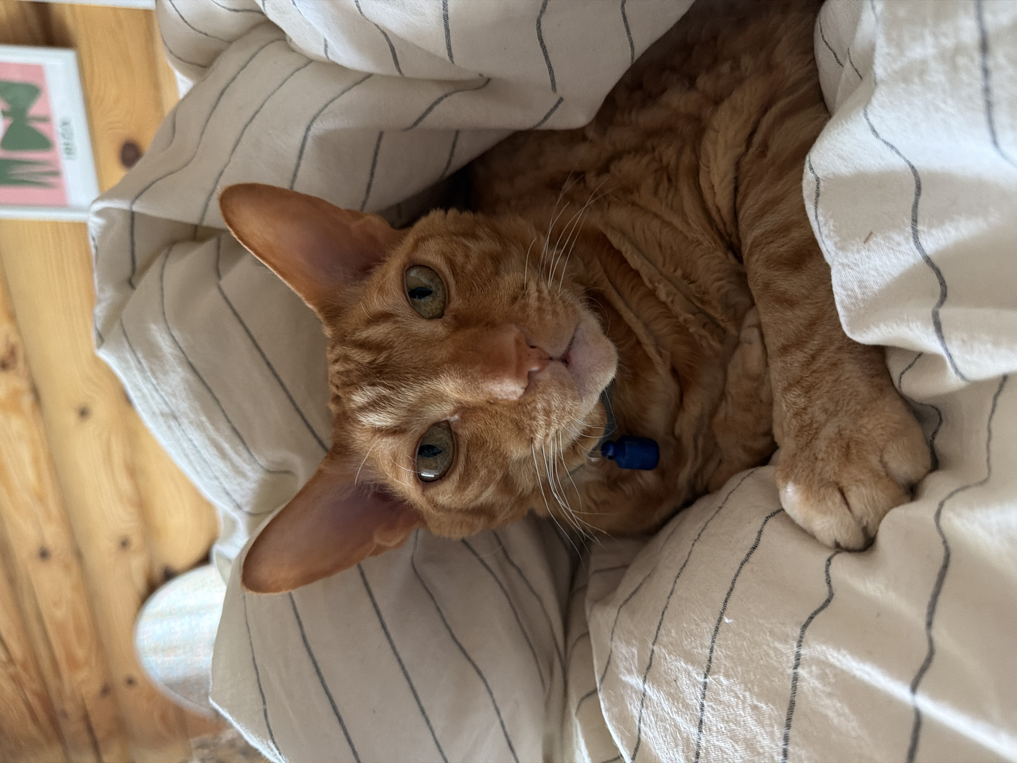 A ginger cat with large ears and green eyes is nestled under a striped blanket. The cat is looking directly at the camera with a curious expression. Its fur appears curly, suggesting it might be a breed like a Rex cat. A small blue tag is visible on its collar.
The setting appears to be indoors, with wooden flooring visible in the background. A framed picture with abstract green and pink shapes is leaning against the wall to the left. The lighting suggests it could be daytime, possibly morning or afternoon. The overall mood is relaxed and cozy, with the cat appearing comfortable and content in its bed. The image is taken from a high-angle perspective, looking down at the cat.