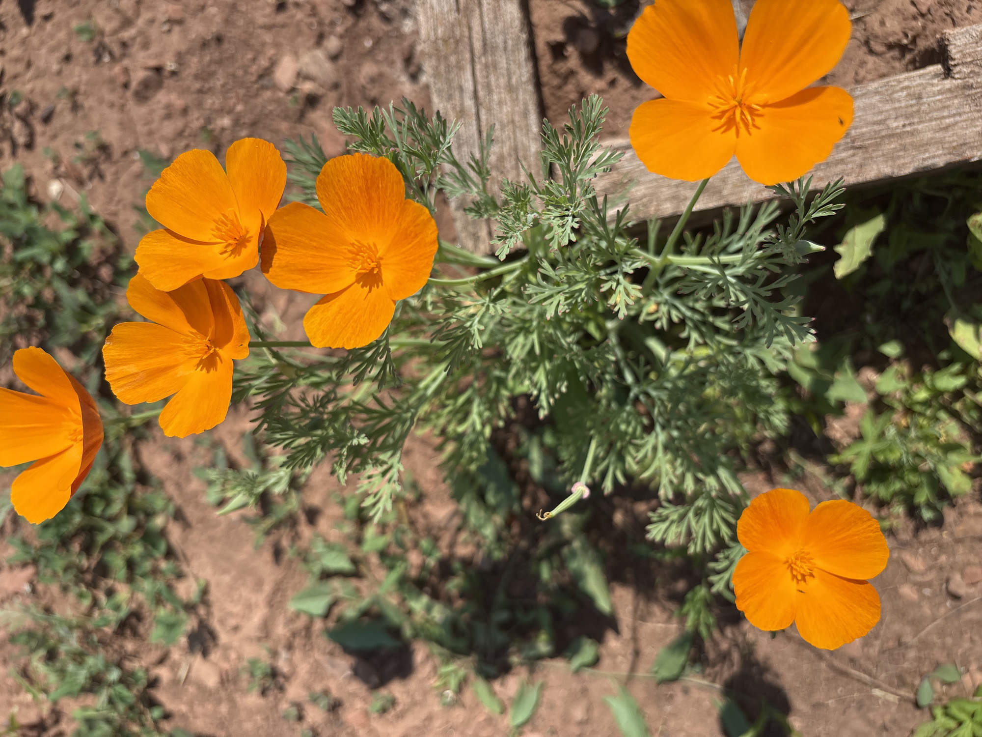 The image depicts a close-up view of several bright orange California poppies (Eschscholzia californica) blooming in a garden setting. The flowers are characterized by their delicate, papery petals and intricate centers. They are surrounded by their feathery, green foliage. The ground is composed of reddish-brown soil with scattered green weeds and vegetation. A weathered wooden plank is visible on the right side of the frame, suggesting the edge of a garden bed or planter. The lighting indicates it is daytime, likely with direct sunlight casting shadows. There are no people or animals visible in the image. The scene is devoid of any specific elements that would associate it with Bratsk, Russia; it appears to be a generic garden scene.