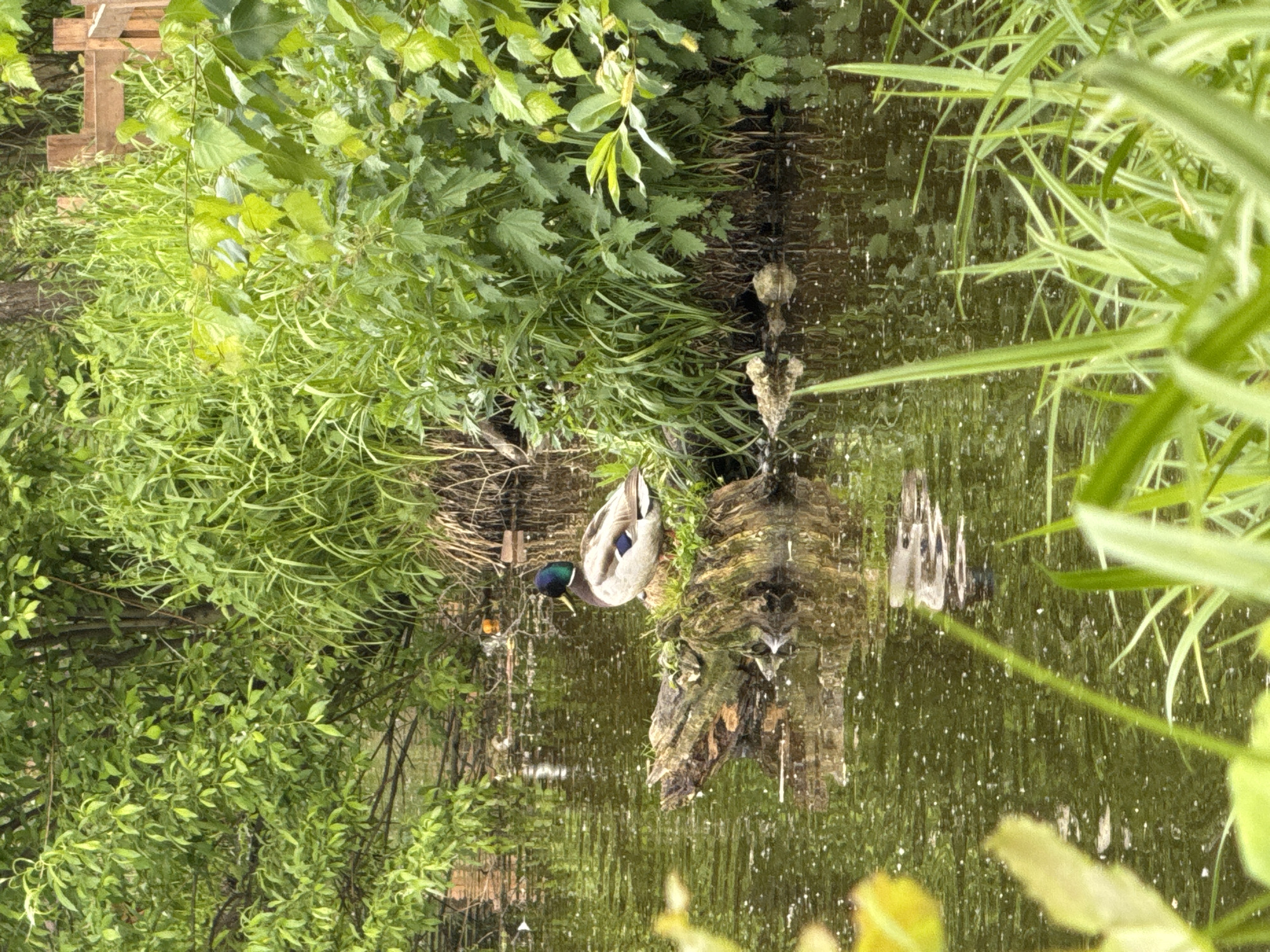 A mallard duck rests on a log in a pond, surrounded by lush green vegetation, with its reflection visible in the water. The location is likely in Perm, Russia. A wooden pallet is visible on the shore.