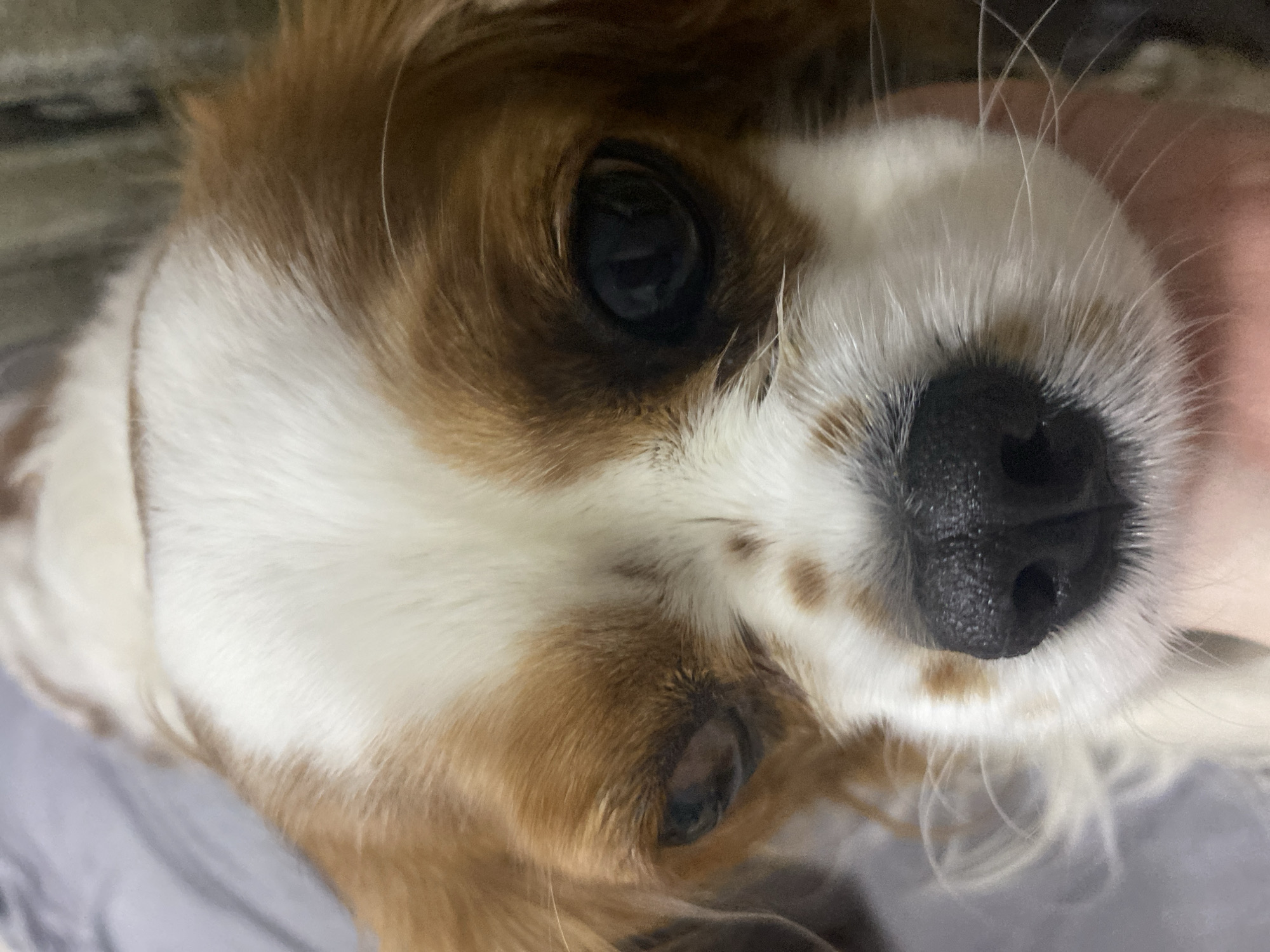 A close-up, eye-level photograph captures the head of a domestic dog, consistent with a Cavalier King Charles Spaniel. The dog exhibits a blenheim coat pattern, with white fur on its forehead, muzzle, and chest, contrasted by prominent patches of light brown/reddish-brown fur over its ears and surrounding both eyes. Small, irregular brown spots are visible on the white fur above its black, moist-looking nose. The dog's left eye (viewer's right) is fully open, revealing a large, dark, reflective pupil and iris, while its right eye (viewer's left) appears partially closed or squinting, with only a dark sliver of the eye visible. Fine white whiskers are prominent around the muzzle. A segment of light-toned human skin, likely a finger or part of a hand, is visible at the bottom center-right, making contact with the dog's lower jawline or neck area. The background is significantly out of focus, suggesting an indoor setting with soft, indistinct textures and colors, including a muted grey hue on the upper left and darker tones on the upper right. The location in the city of Unknown, Unknown cannot be determined from the image.