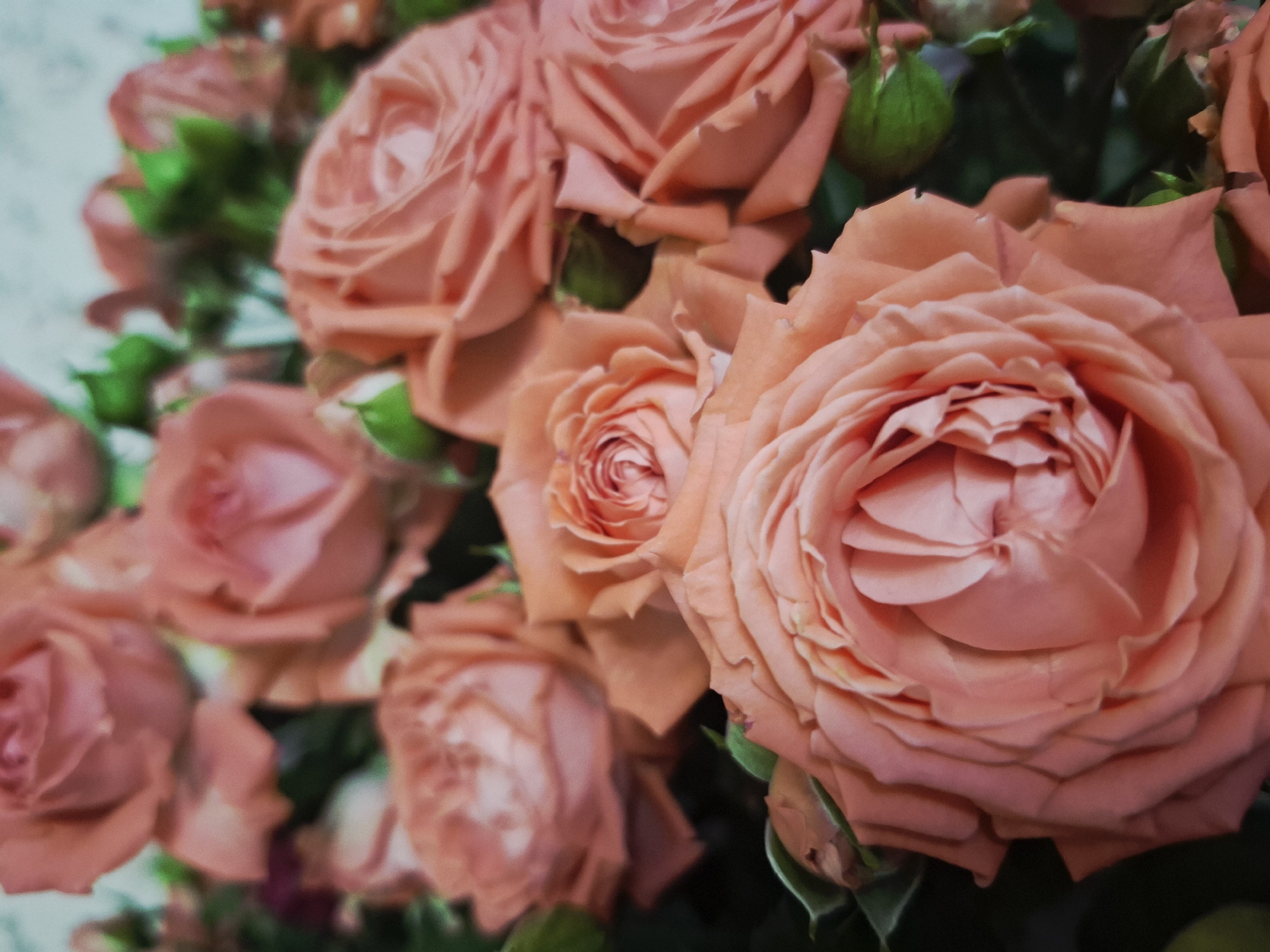 The image displays a close-up, soft-focus shot of a bouquet of roses. The primary subjects are numerous roses in various stages of bloom, predominantly in a soft peachy-pink or coral color. Green leaves and stems are visible, peeking through the blossoms.
In the foreground, a large, fully opened rose is prominently featured on the right side, showcasing its intricate, layered petals with subtle variations in color. Other roses and rosebuds are visible in the midground and background, appearing progressively more blurred due to a shallow depth of field, which creates a gentle, dreamlike effect. The background is a soft blend of out-of-focus floral elements and hints of light-colored, possibly white or very light gray, indistinct textures on the far left.
There is no specific activity or event depicted, as it is a still life photograph. The lighting appears soft and diffused, highlighting the delicate textures of the petals without harsh shadows. No people are present, and there is no visible text. The time of day and weather conditions are not discernible from the image content. The overall impression is one of natural beauty and softness, emphasizing the aesthetic appeal of the roses.