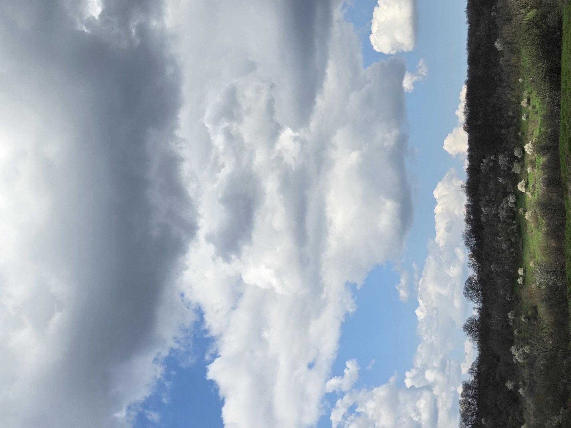 The image shows a landscape likely located near Nenovo, Bulgaria. A dense row of trees and vegetation runs vertically along the right side of the frame, interspersed with flowering trees. The left side of the image is dominated by a cloudy sky with varying shades of grey and patches of blue sky visible in between the clouds. The image appears to have been taken during the day, with sufficient natural light illuminating the scene. The trees and vegetation suggest a rural environment outside of a built-up urban area. The photo is turned on its side.