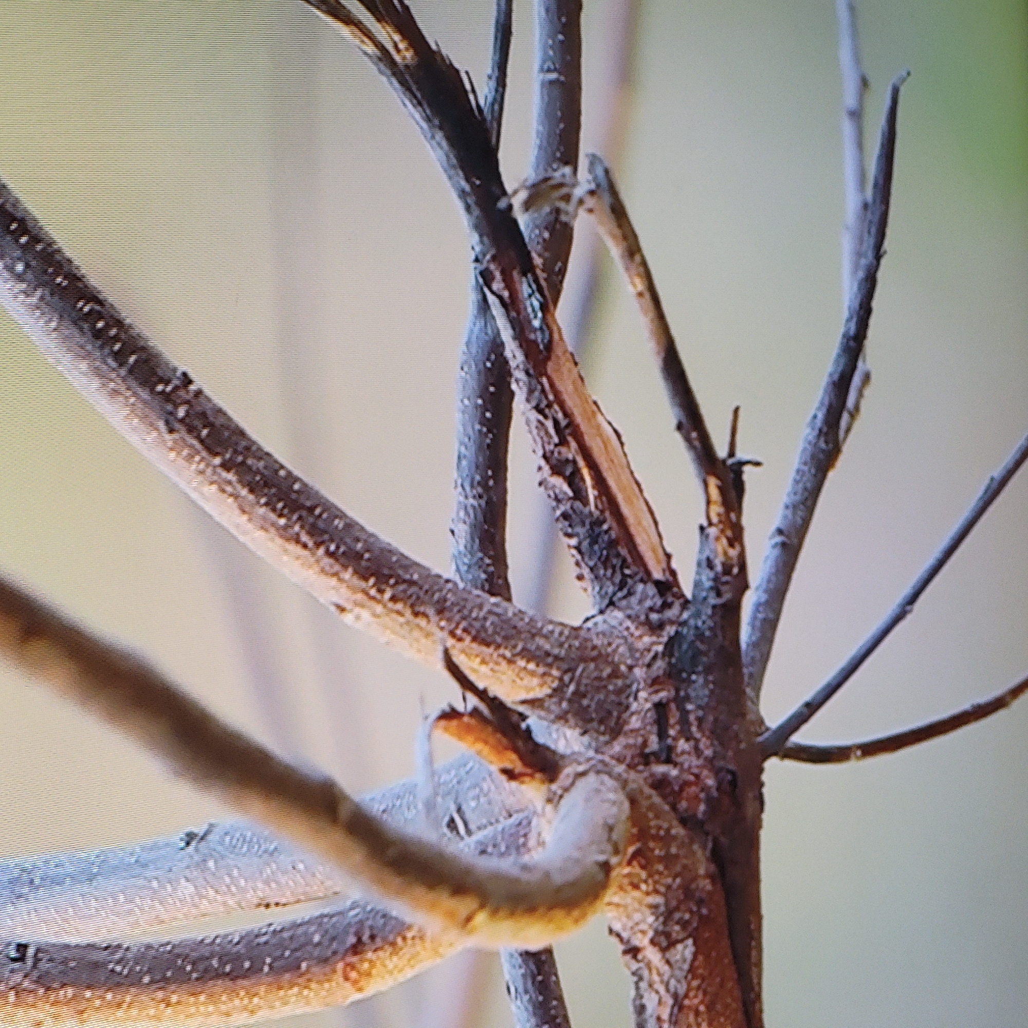 A close-up image shows a section of a bare tree branch. The main trunk is vertically oriented and has some damage where the bark is peeling away. Several thinner branches sprout from this trunk, some pointing left and others pointing right. The branches have a rough texture and varying shades of brown and grey. The background is out of focus, showing pale green and beige colors. There is no evidence to suggest that the image was taken in Yerevan, Armenia. There are no people or animals visible. The central objects are the tree branches. The general environment is a natural, outdoor setting.