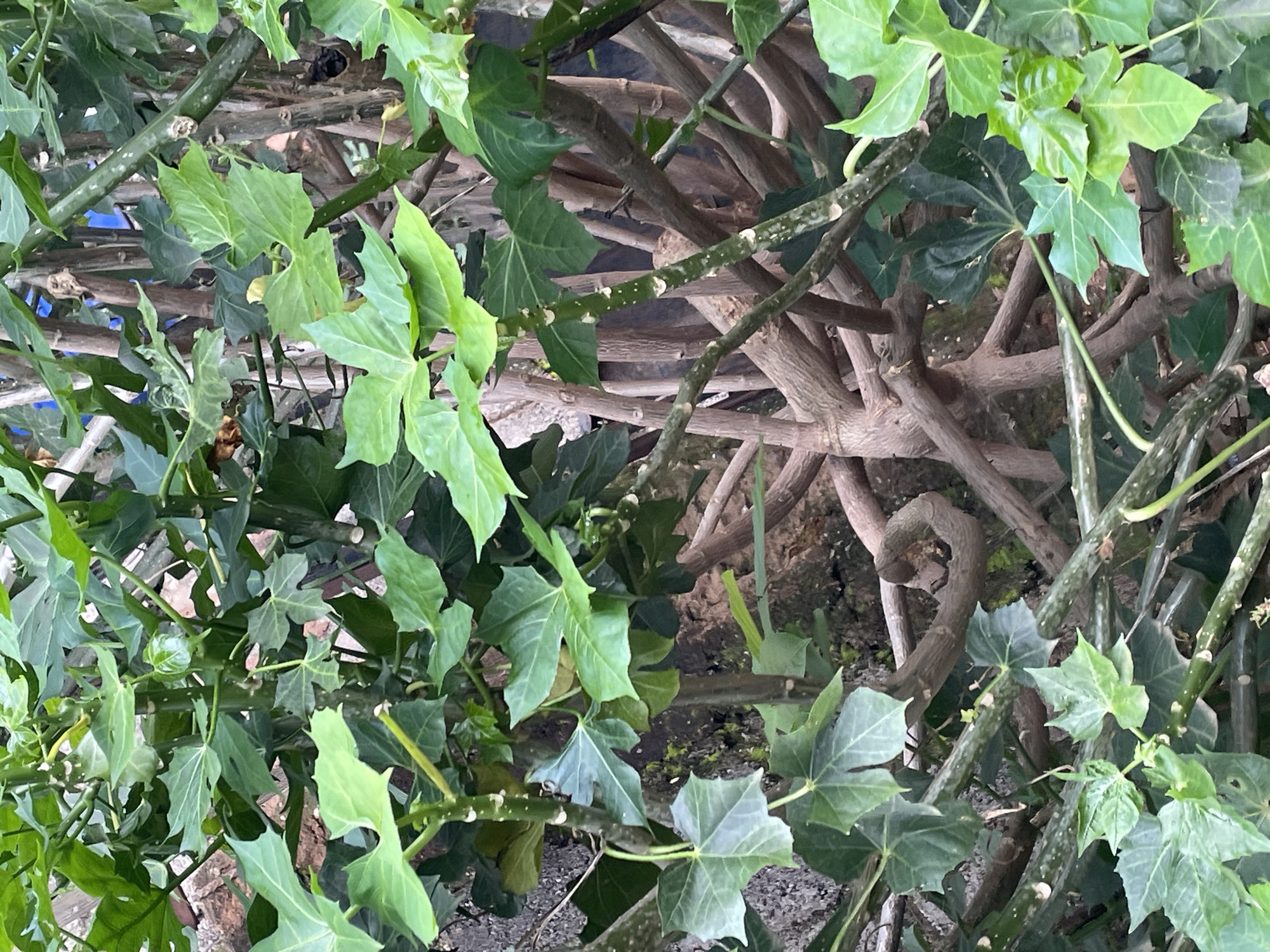In Kurunduma, Nigeria, a dense tangle of plants with woody stems and vibrant green, lobed leaves fills the frame. The stems, varying in thickness, exhibit a rough texture and are dotted with small white markings. The leaves are large and have a palmate shape, with distinct points along their edges. The overall impression is of lush, untamed vegetation, possibly a garden or a wild growth, situated near a textured, grayish wall that suggests an urban or semi-urban environment. The lighting suggests it is daytime.