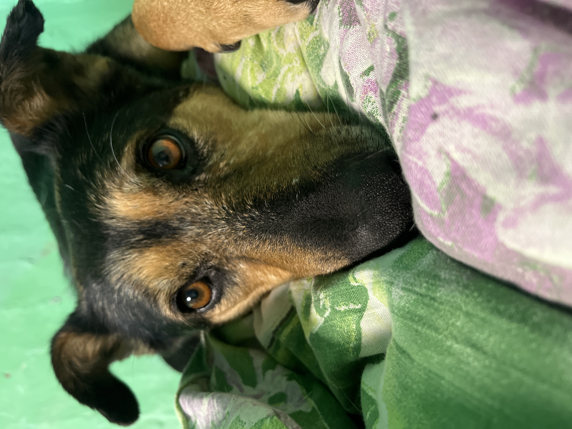 A close-up, eye-level shot shows a German Shepherd lying on a floral-patterned blanket. The dog's head is angled towards the camera, with its eyes looking directly into the lens. Its ears are partially visible, and its front paw rests on the blanket. The background is a solid green wall. The image is taken indoors in what appears to be a residential setting, possibly in Nizhny Tagil, Russia. There is no indication of any criminal activity or any specific location within Nizhny Tagil.