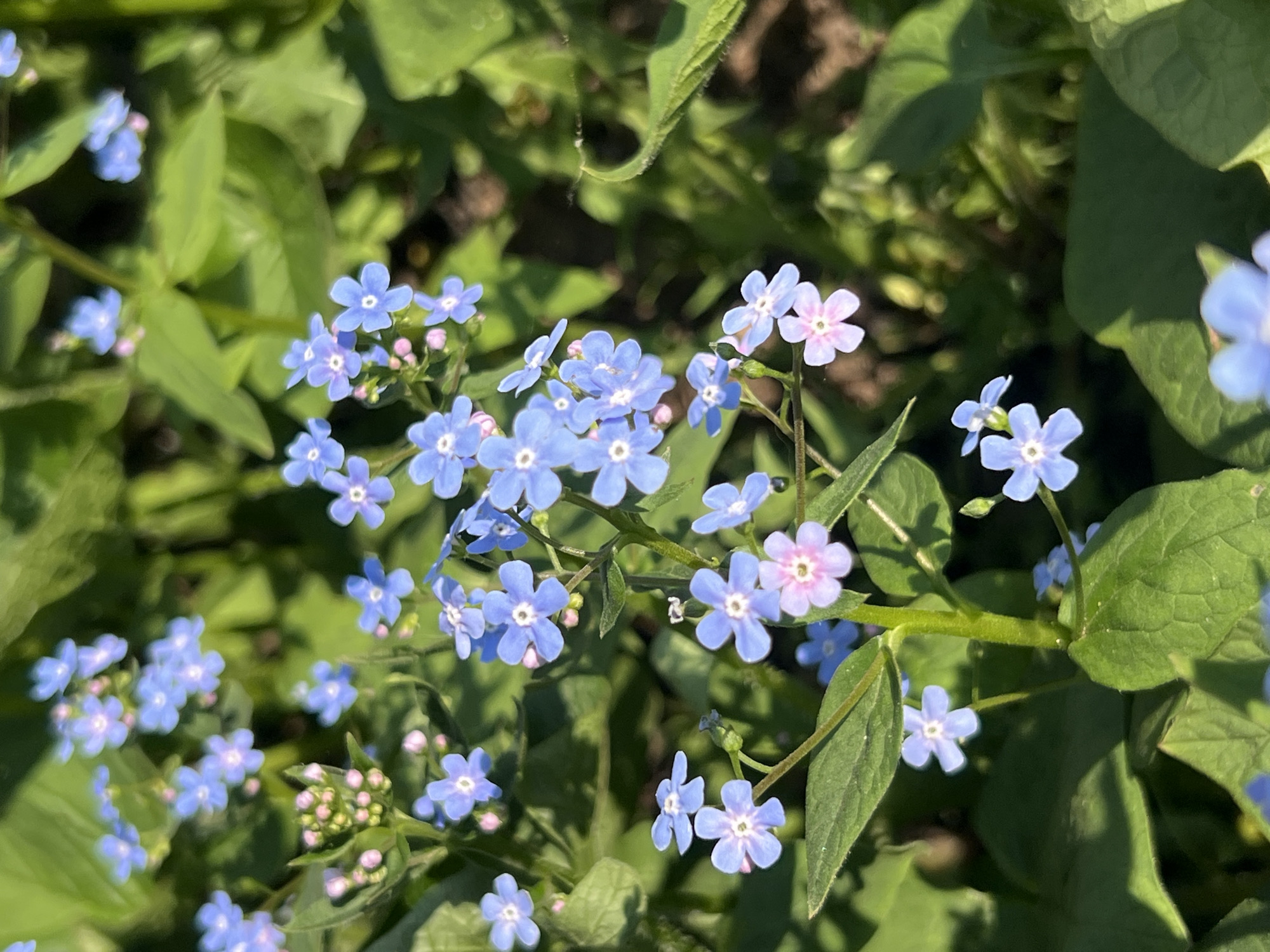 The image shows a cluster of small, light-blue and light-pink forget-me-not flowers in a garden setting. The flowers have five petals each, and are surrounded by green leaves. The backdrop appears to be a mixture of green foliage and dark soil. The location is not identifiable as being in Votkinsk, Russia from the image. There are no people in the picture, and no discernible actions taking place. The environment is a garden or natural setting, likely outdoors in daylight.