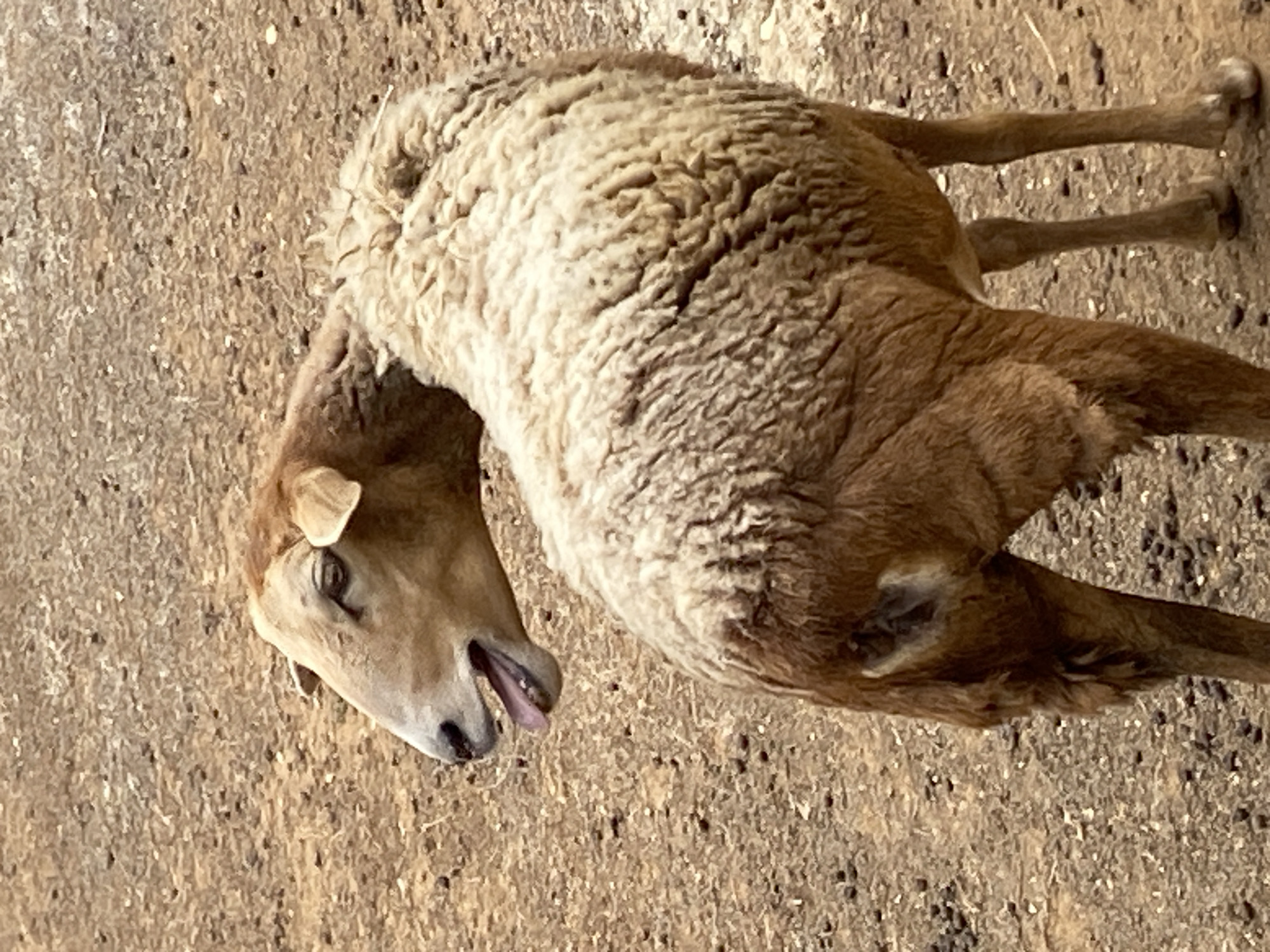 The image depicts a sheep lying on a dirt surface. The sheep has a light brown head with its tongue slightly protruding from its mouth. Its body is covered in dense, cream-colored wool. The background is a uniform, light brown dirt texture. The photograph was taken from an overhead angle. There is no information in the image to link it to the city of Tinaquillo, Venezuela.